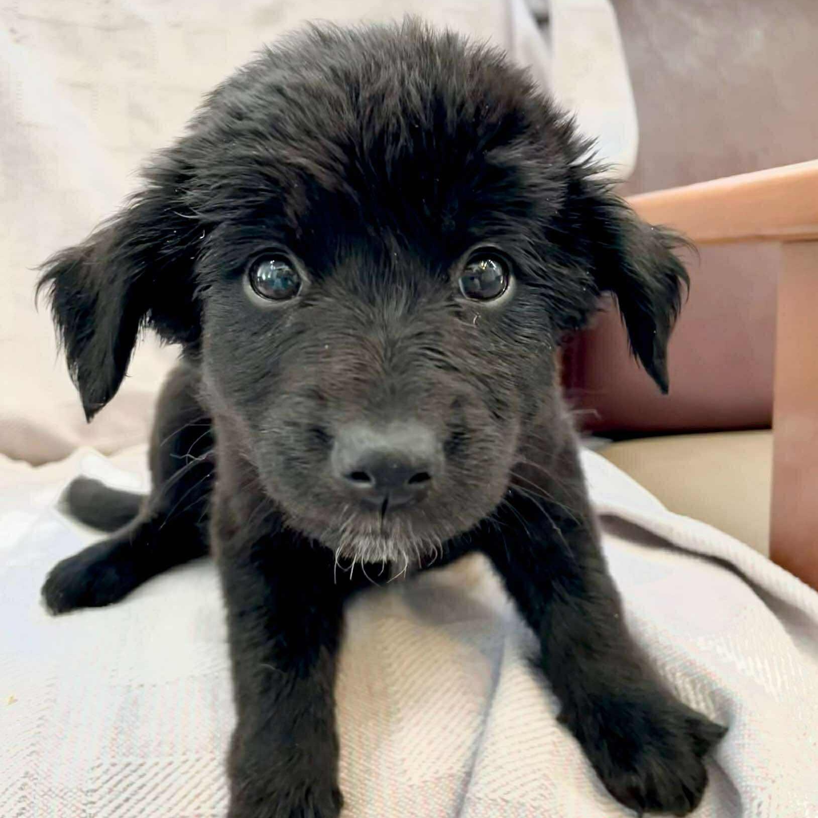 SHAILA, a Adoptable mixed breed in Madisonville, LA image 1/2