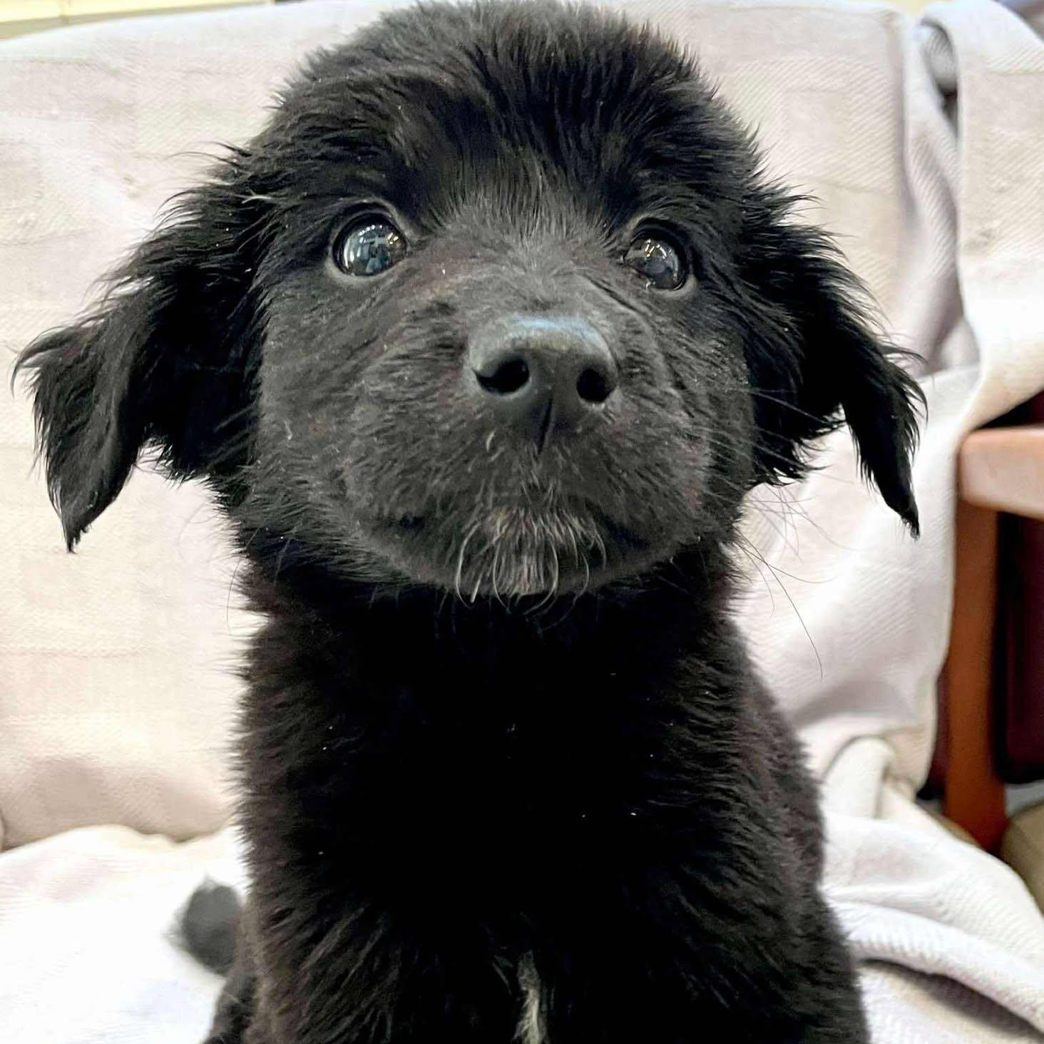 SHAILA, a Adoptable mixed breed in Madisonville, LA image 2/2