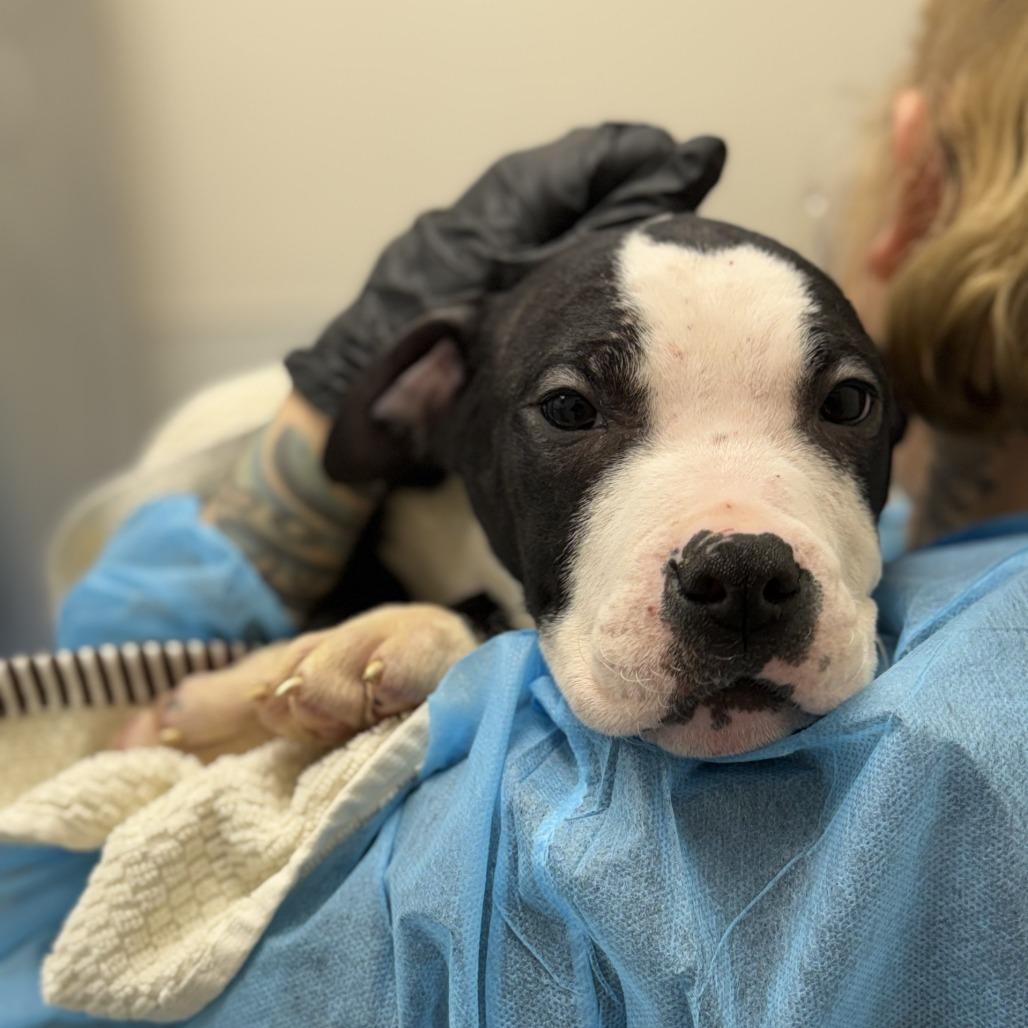 Oberon — thumbnail 2