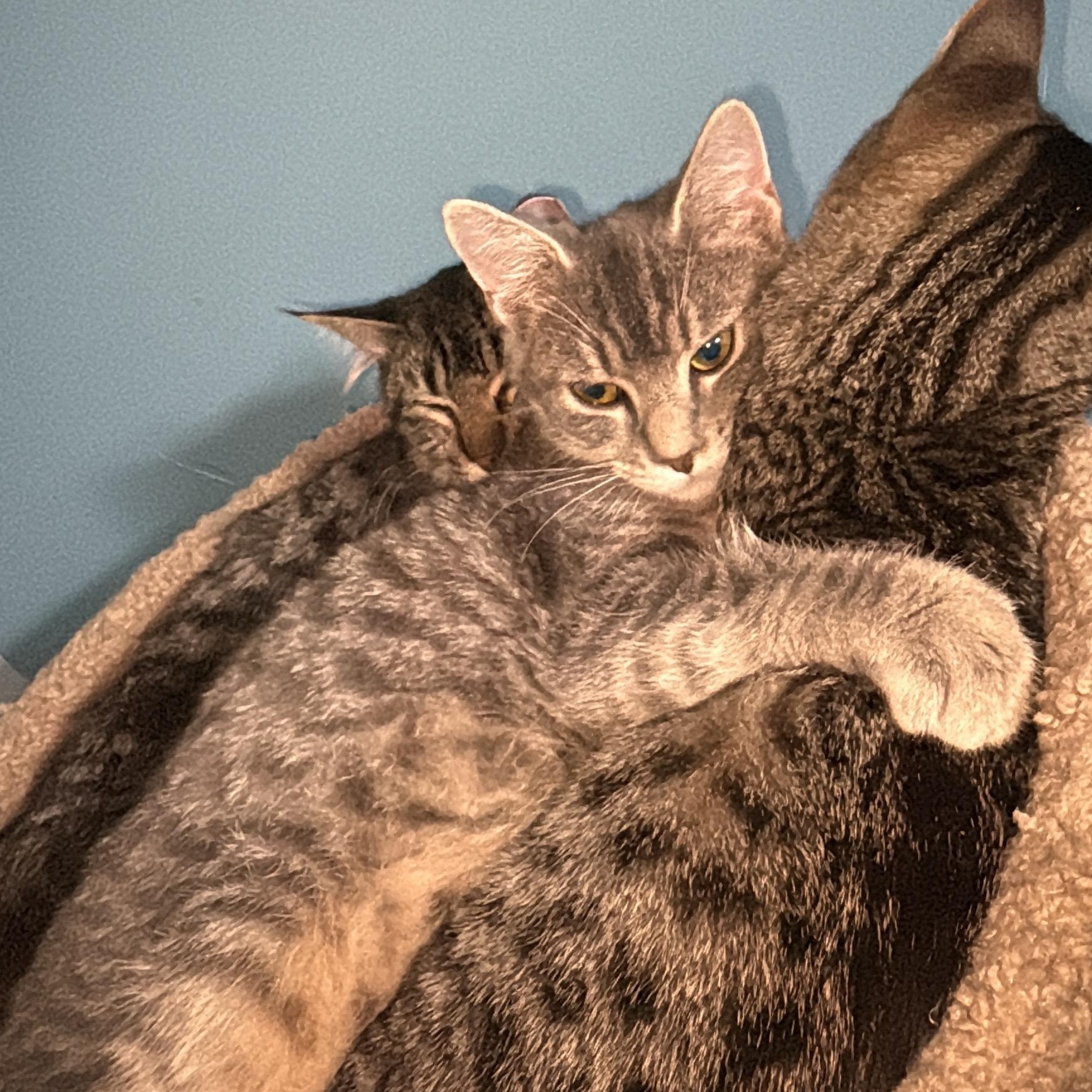 Enlarge Ash & Aspen, a Adoptable Domestic Short Hair in Saint Francis, MN image 2/2