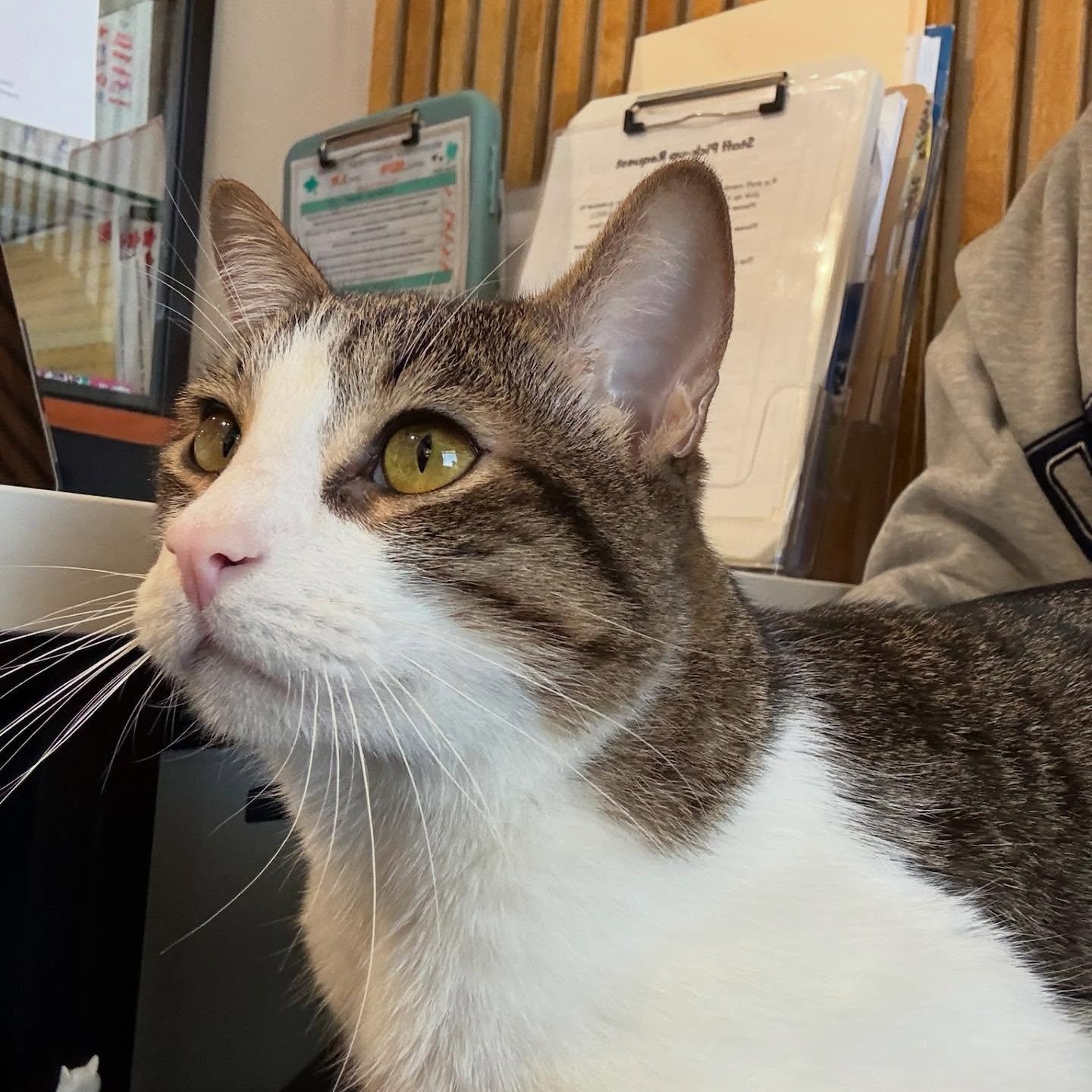 Clover, a Adoptable mixed breed in Houston, TX image 2/6