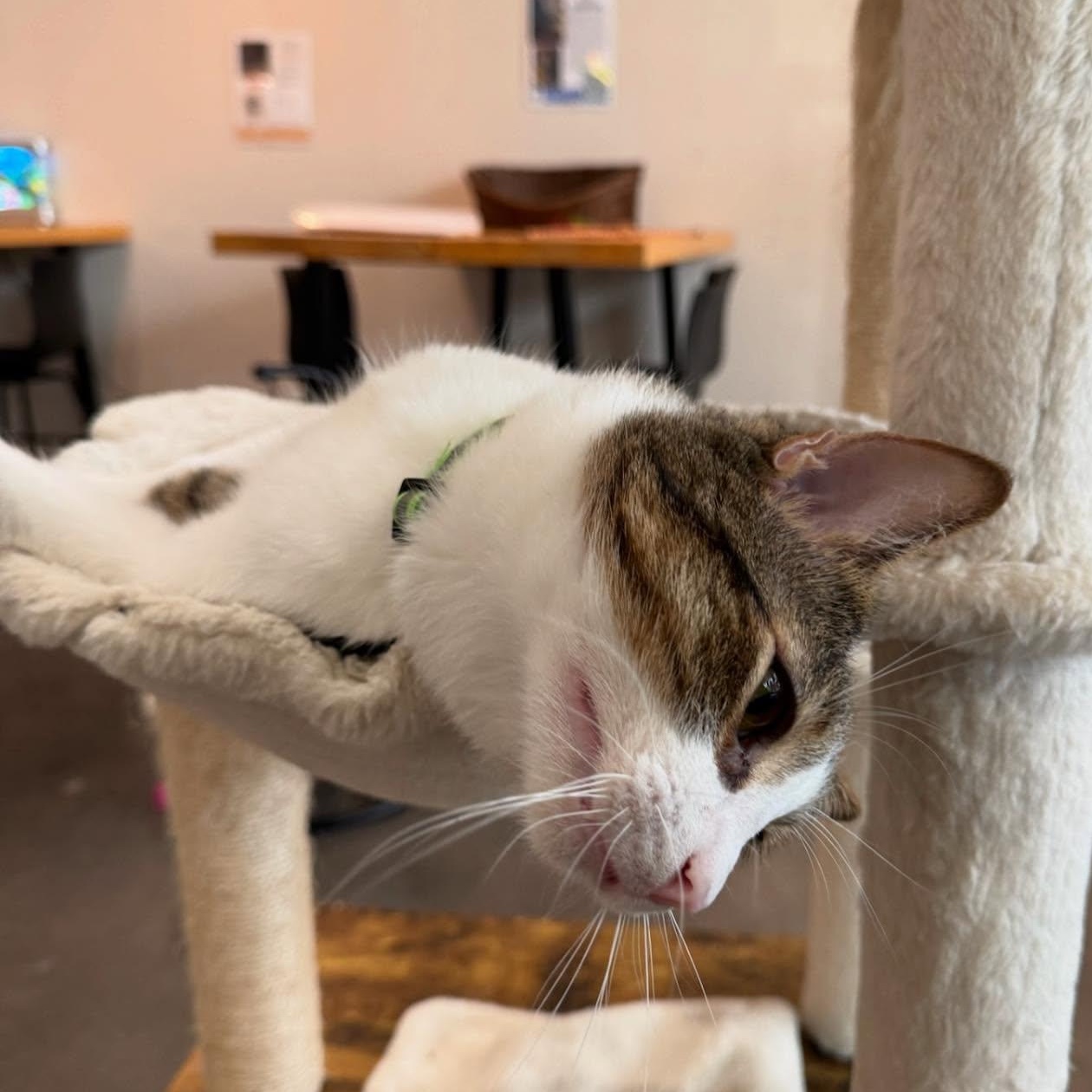 Clover, a Adoptable mixed breed in Houston, TX image 3/6