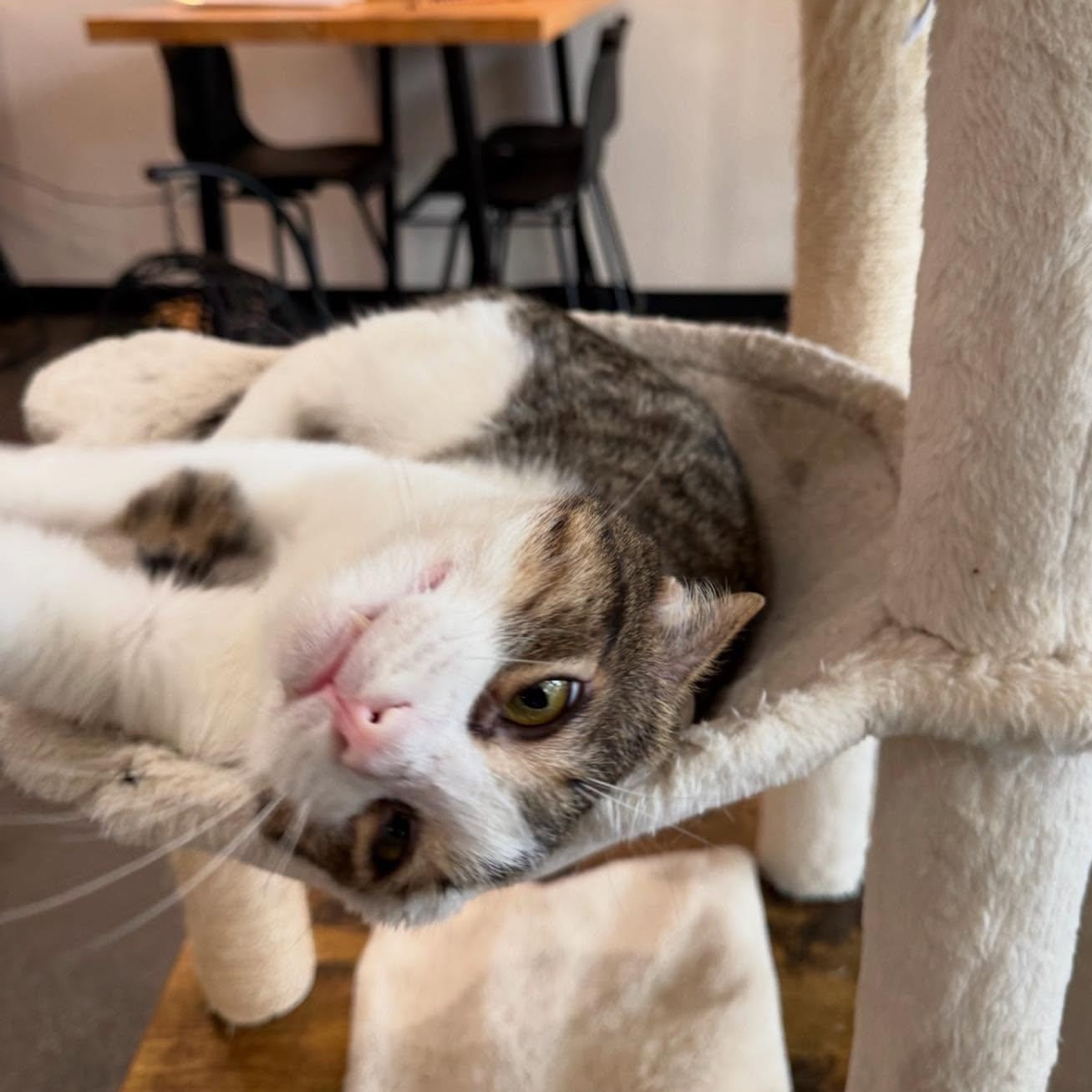 Clover, a Adoptable mixed breed in Houston, TX image 4/6