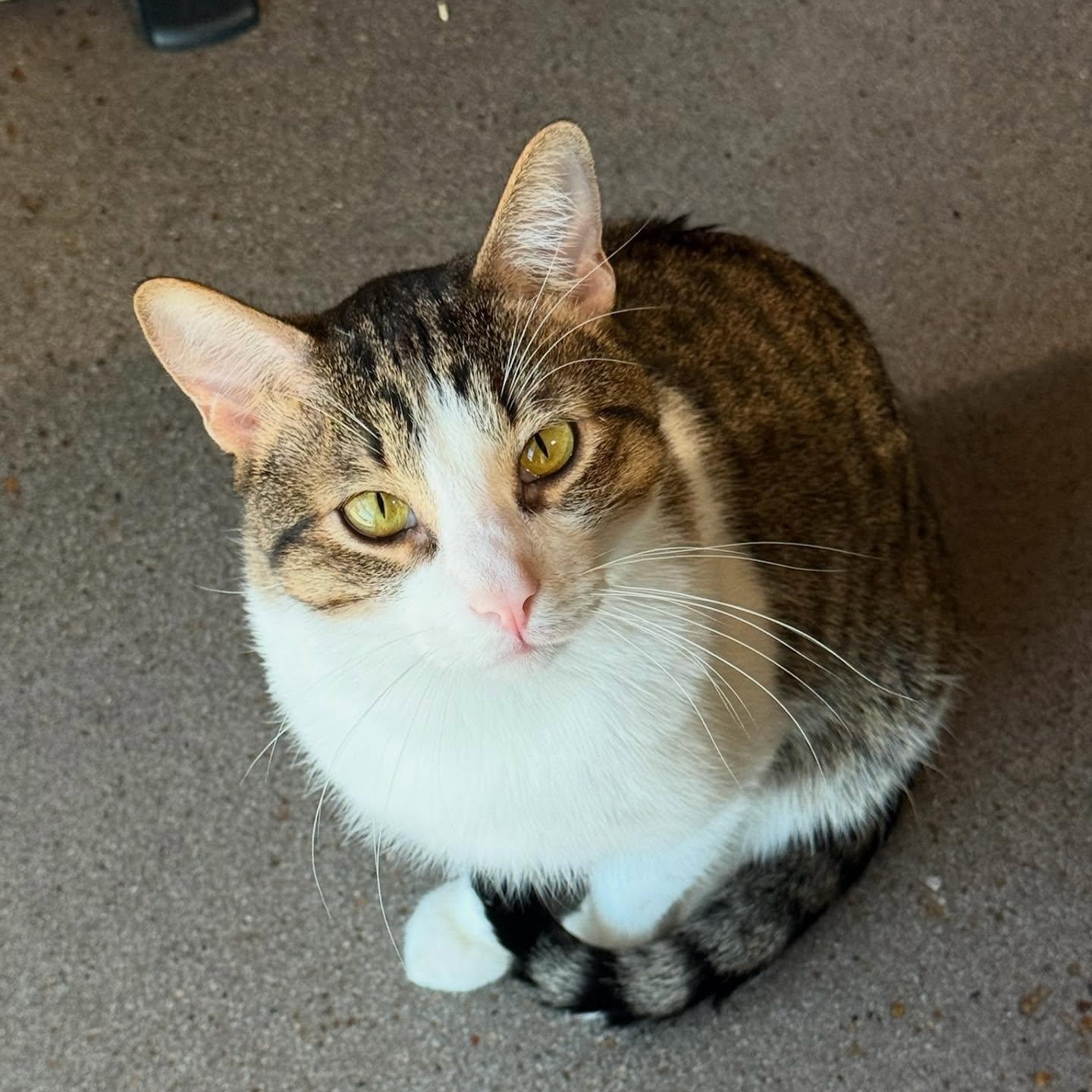 Clover, a Adoptable mixed breed in Houston, TX image 1/6