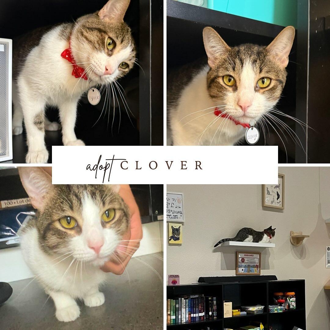 Clover, a Adoptable mixed breed in Houston, TX image 5/6