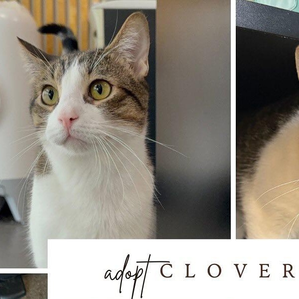 Clover, a Adoptable mixed breed in Houston, TX image 6/6