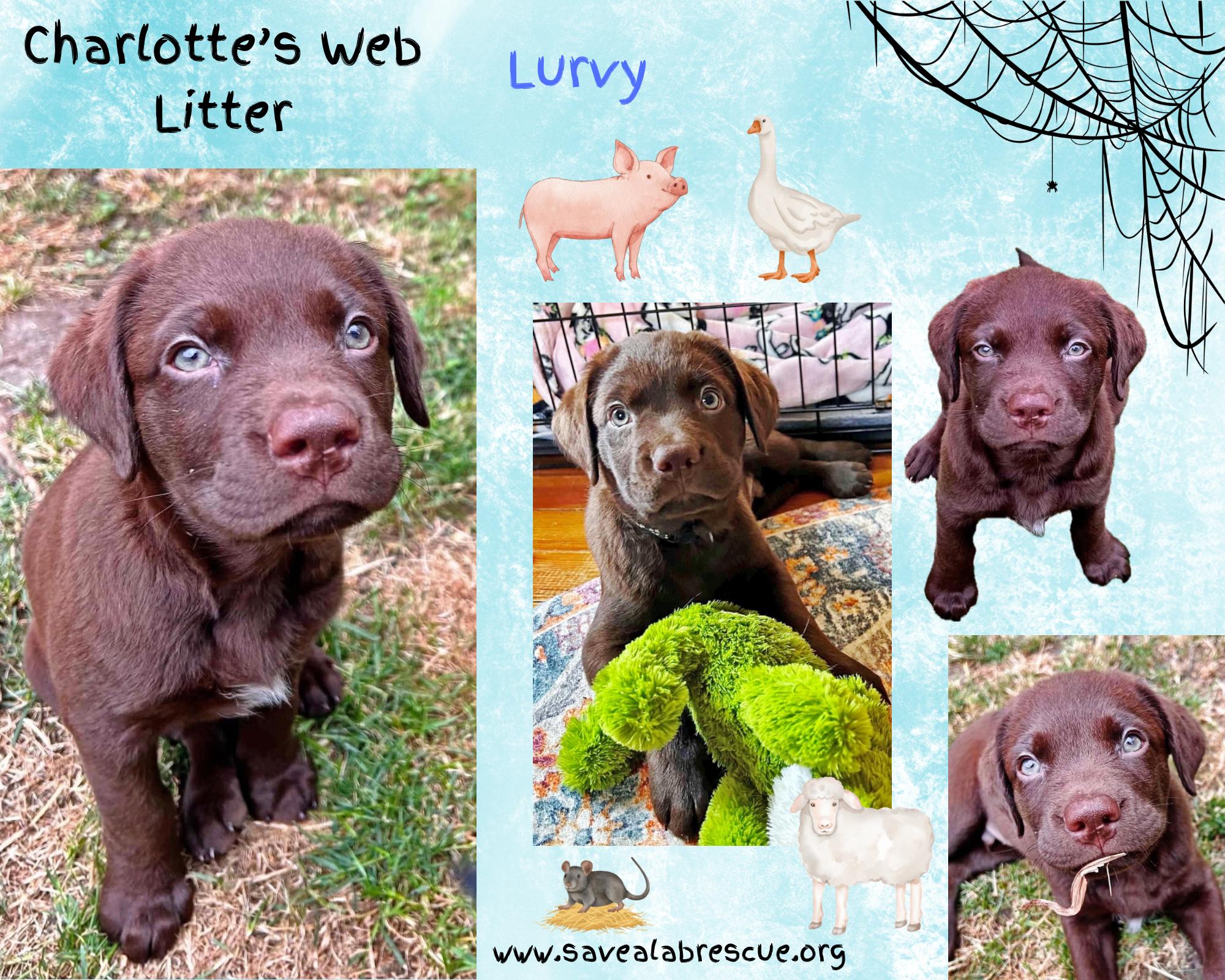 Enlarge Charlottes Web Litter - Lurvy, an adopted mixed breed in Middletown, RI image 1/1