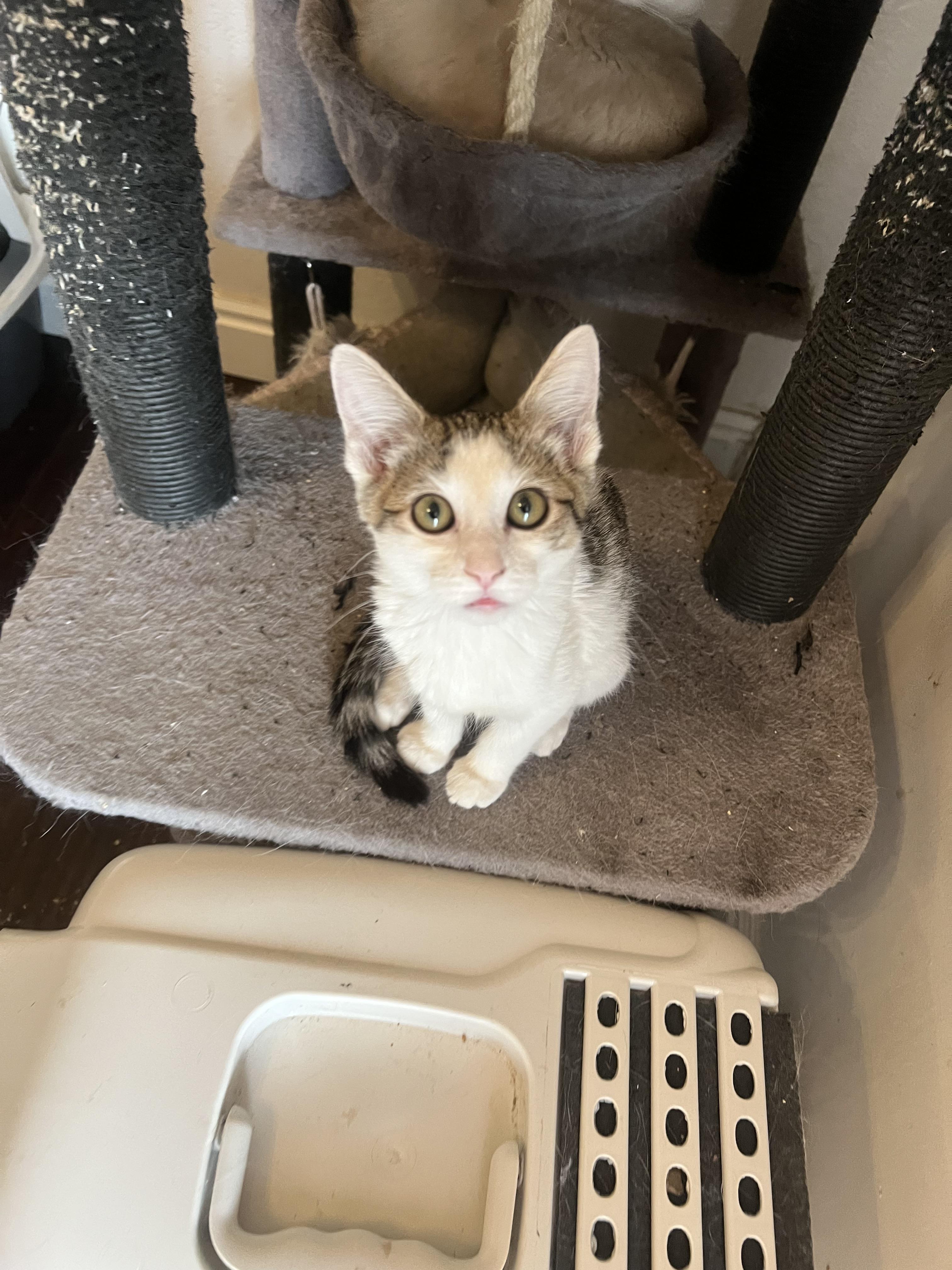 Junebug, an adoptable Domestic Short Hair in Price, UT, 84501 | Photo Image 4