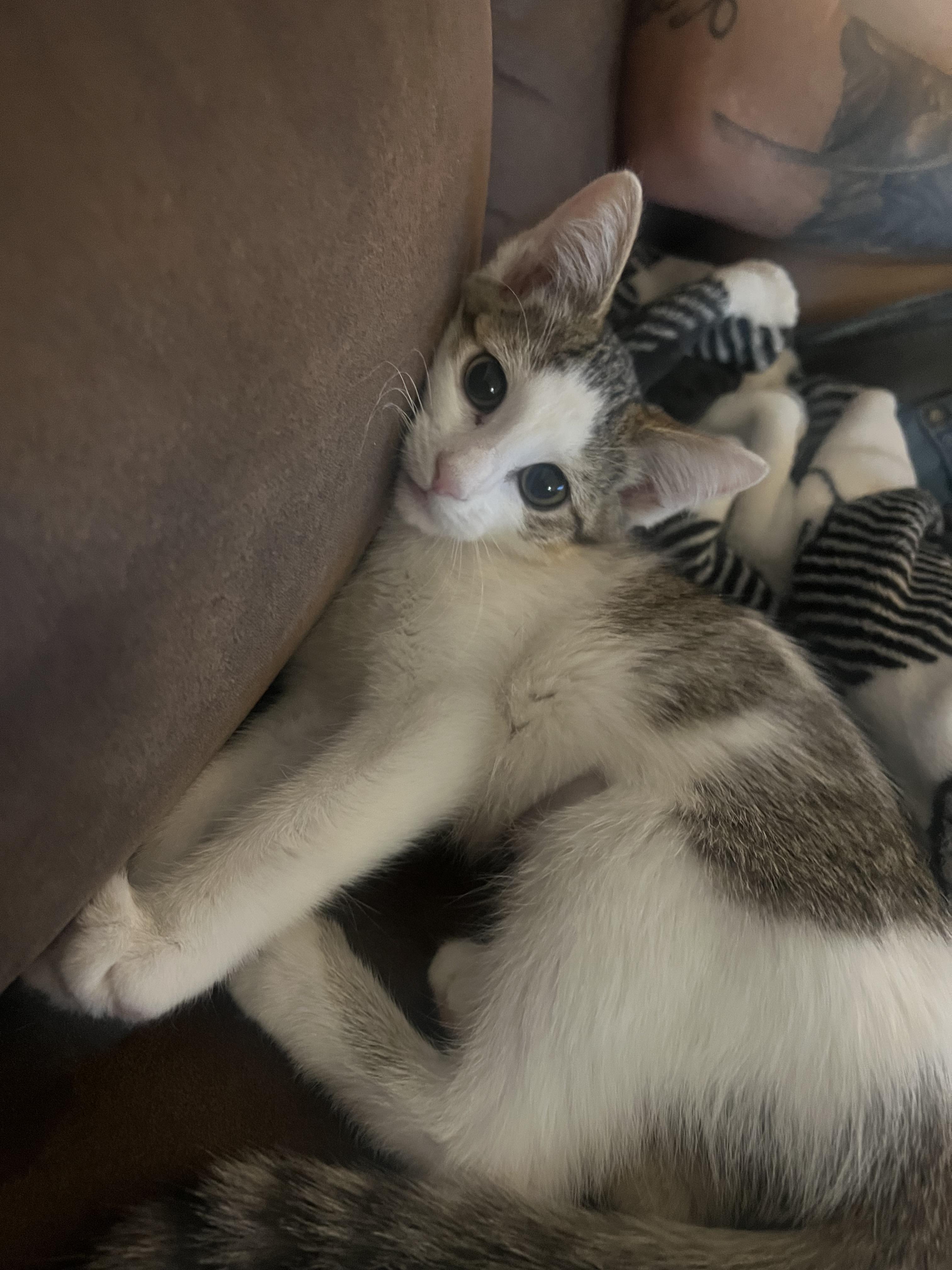 Junebug, an adoptable Domestic Short Hair in Price, UT, 84501 | Photo Image 3