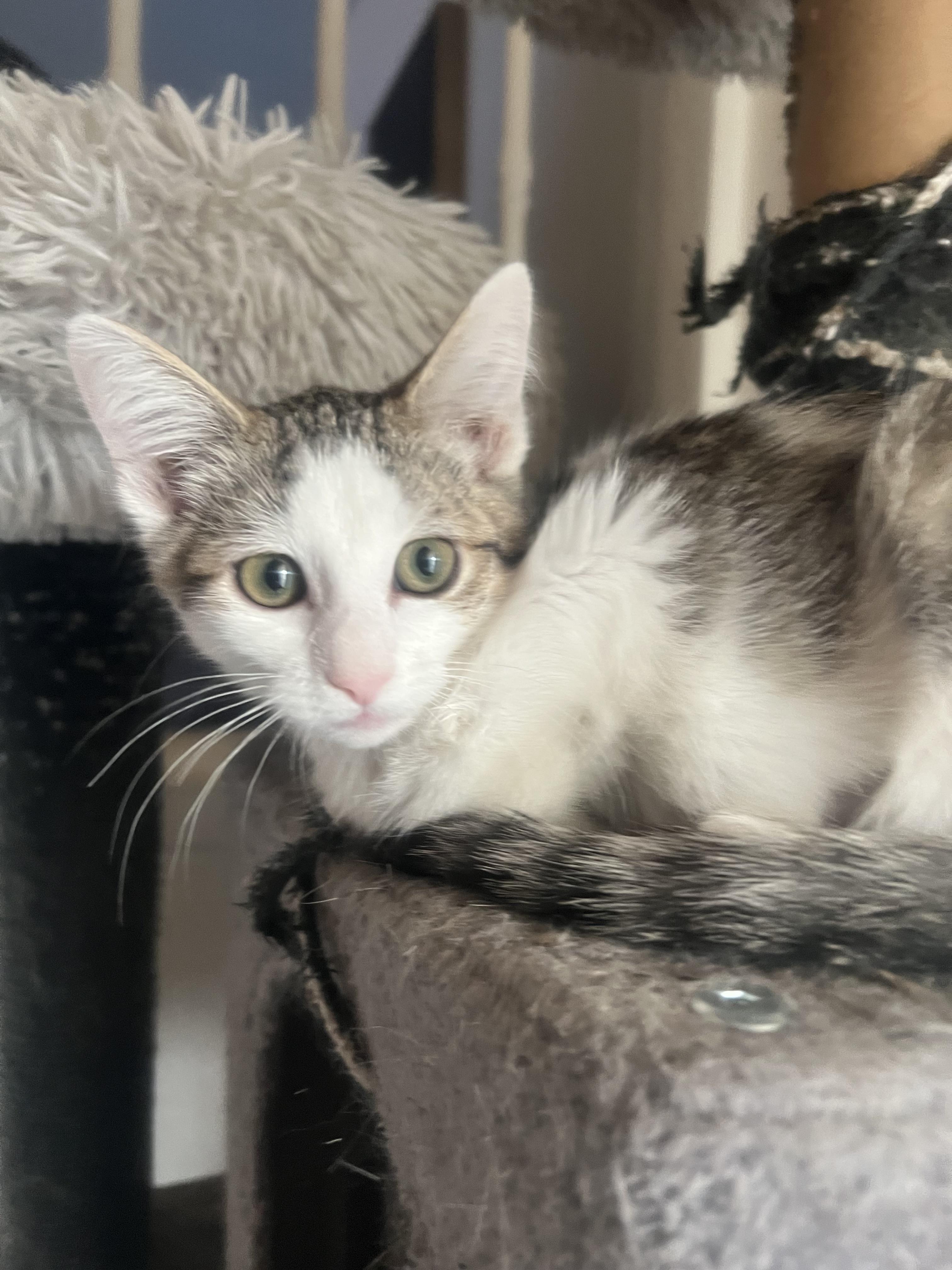 Junebug, an adoptable Domestic Short Hair in Price, UT, 84501 | Photo Image 5