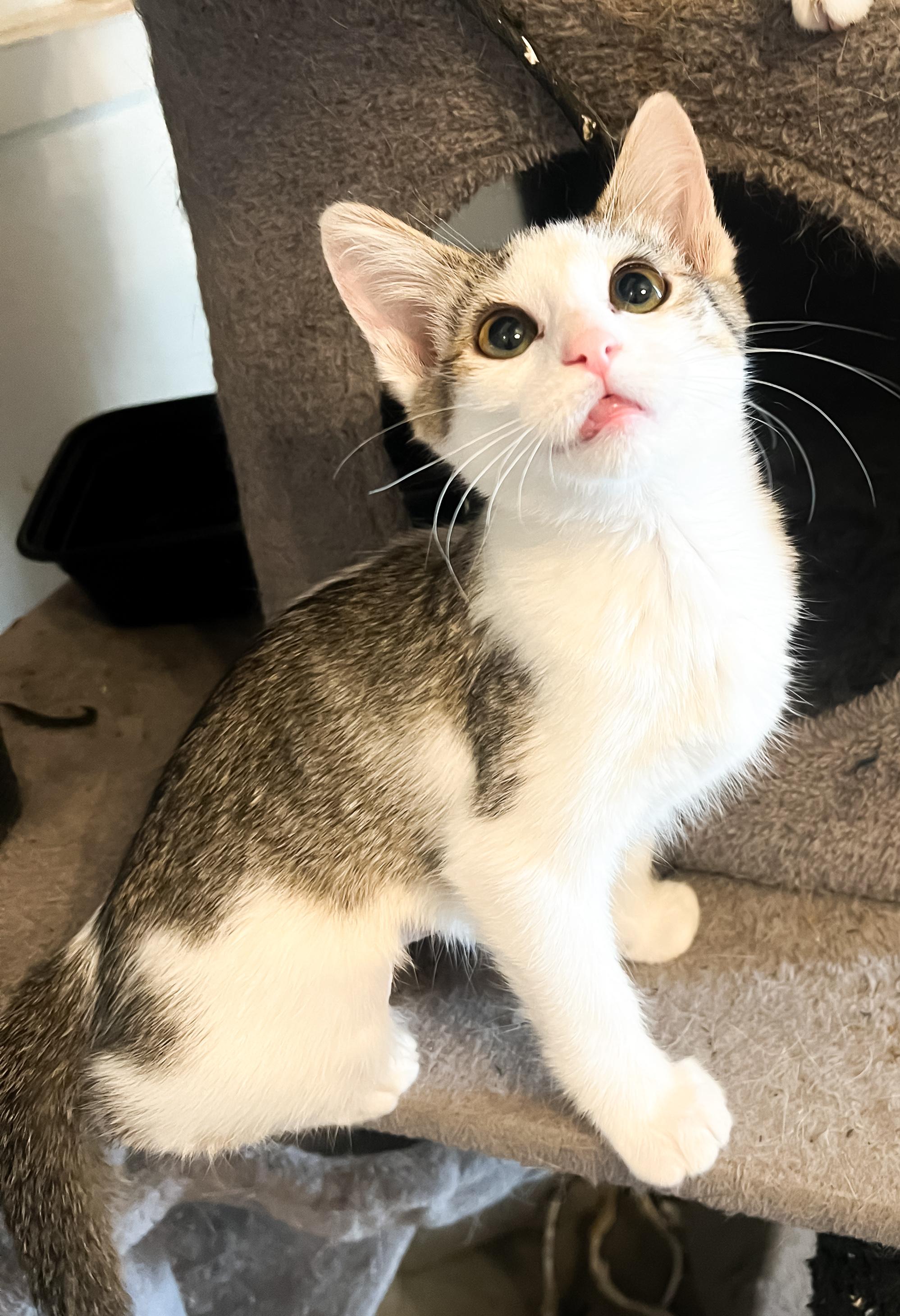 Junebug, an adoptable Domestic Short Hair in Price, UT, 84501 | Photo Image 1