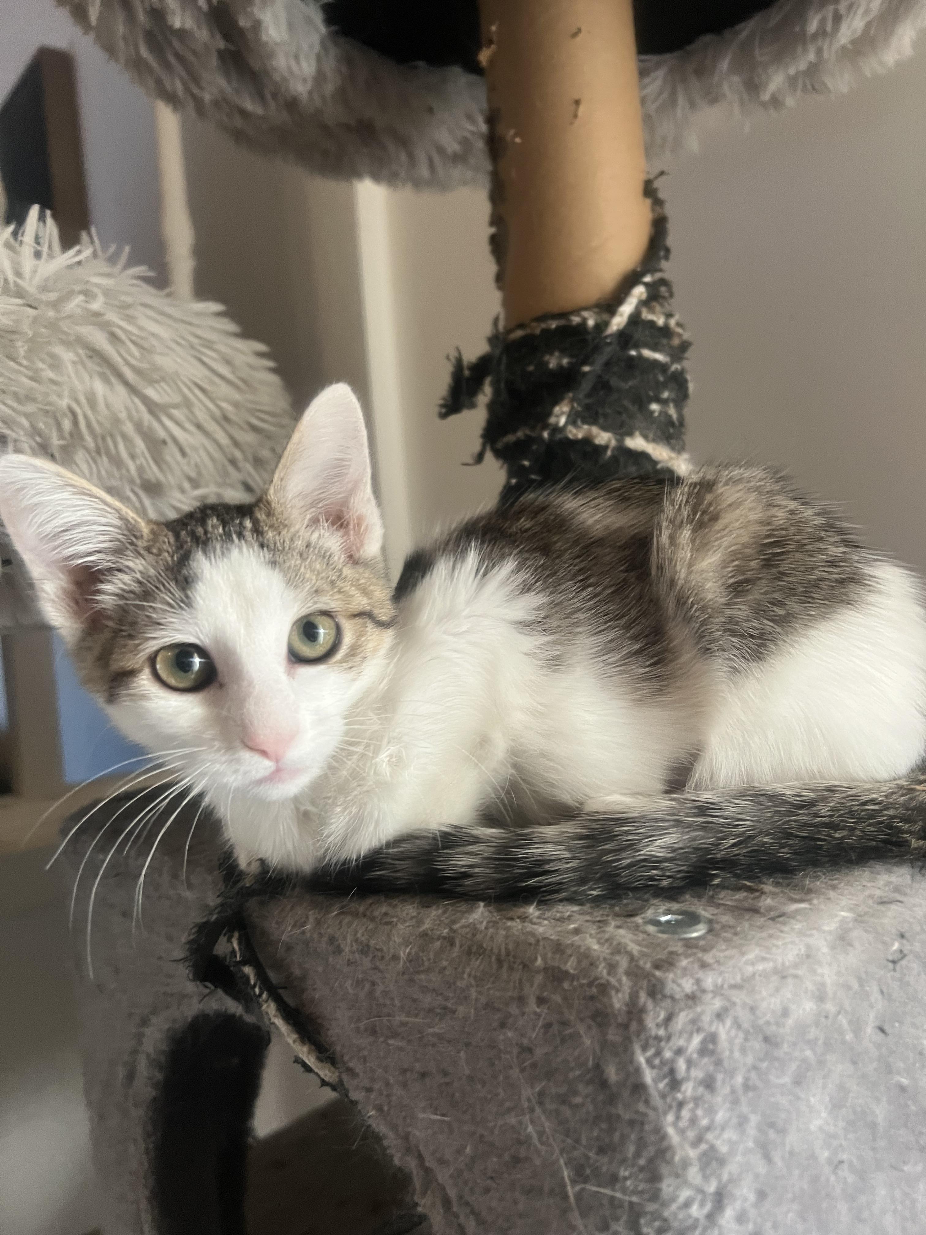 Junebug, an adoptable Domestic Short Hair in Price, UT, 84501 | Photo Image 2