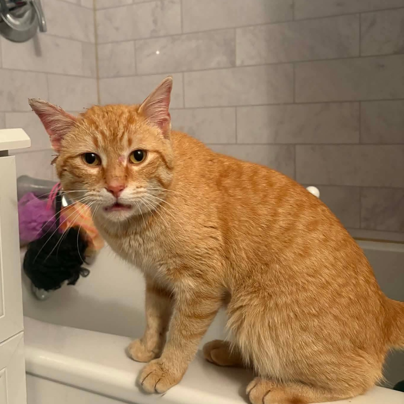 Enlarge JESSE, an adopted Domestic Short Hair in Tillsonburg, ON image 2/2