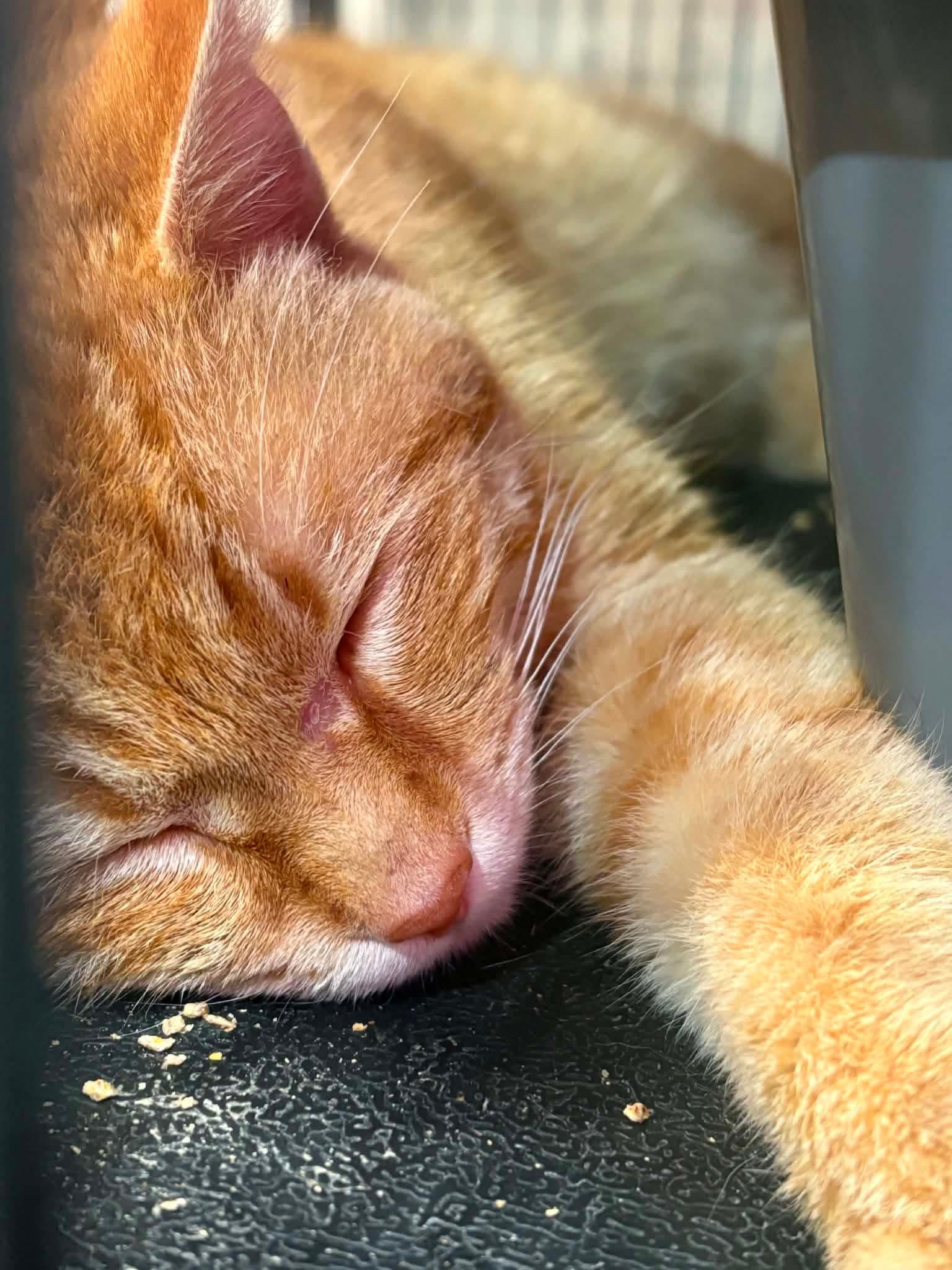 Enlarge JESSE, an adopted Domestic Short Hair in Tillsonburg, ON image 1/2