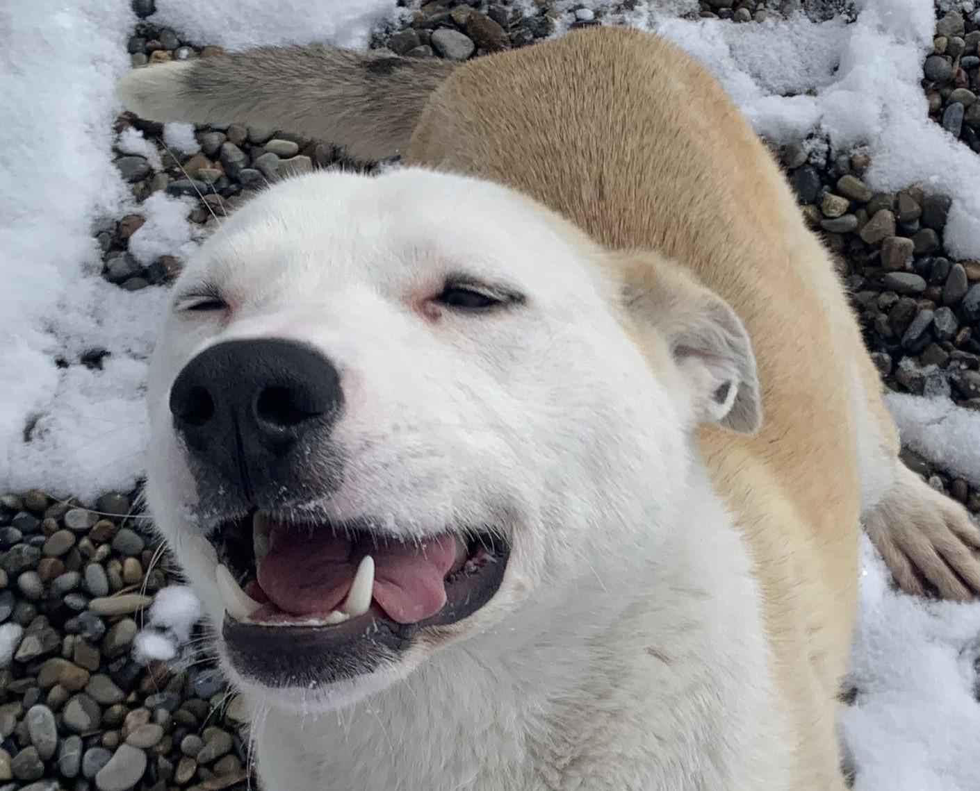 Enlarge Momo, a ADOPTABLE mixed breed in Bonnyville, AB image 1/1