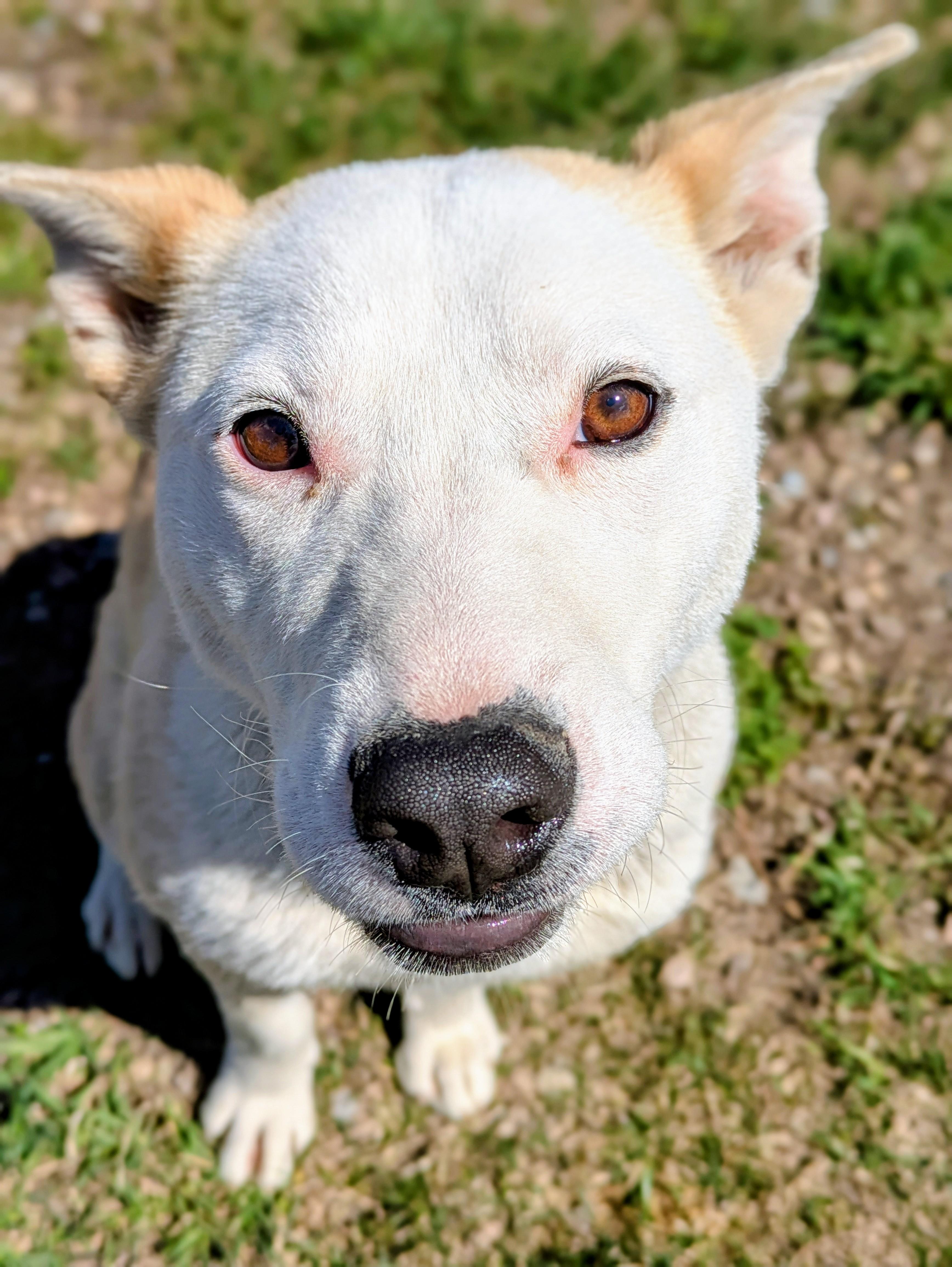 Enlarge Momo, a ADOPTABLE mixed breed in Bonnyville, AB image 3/3