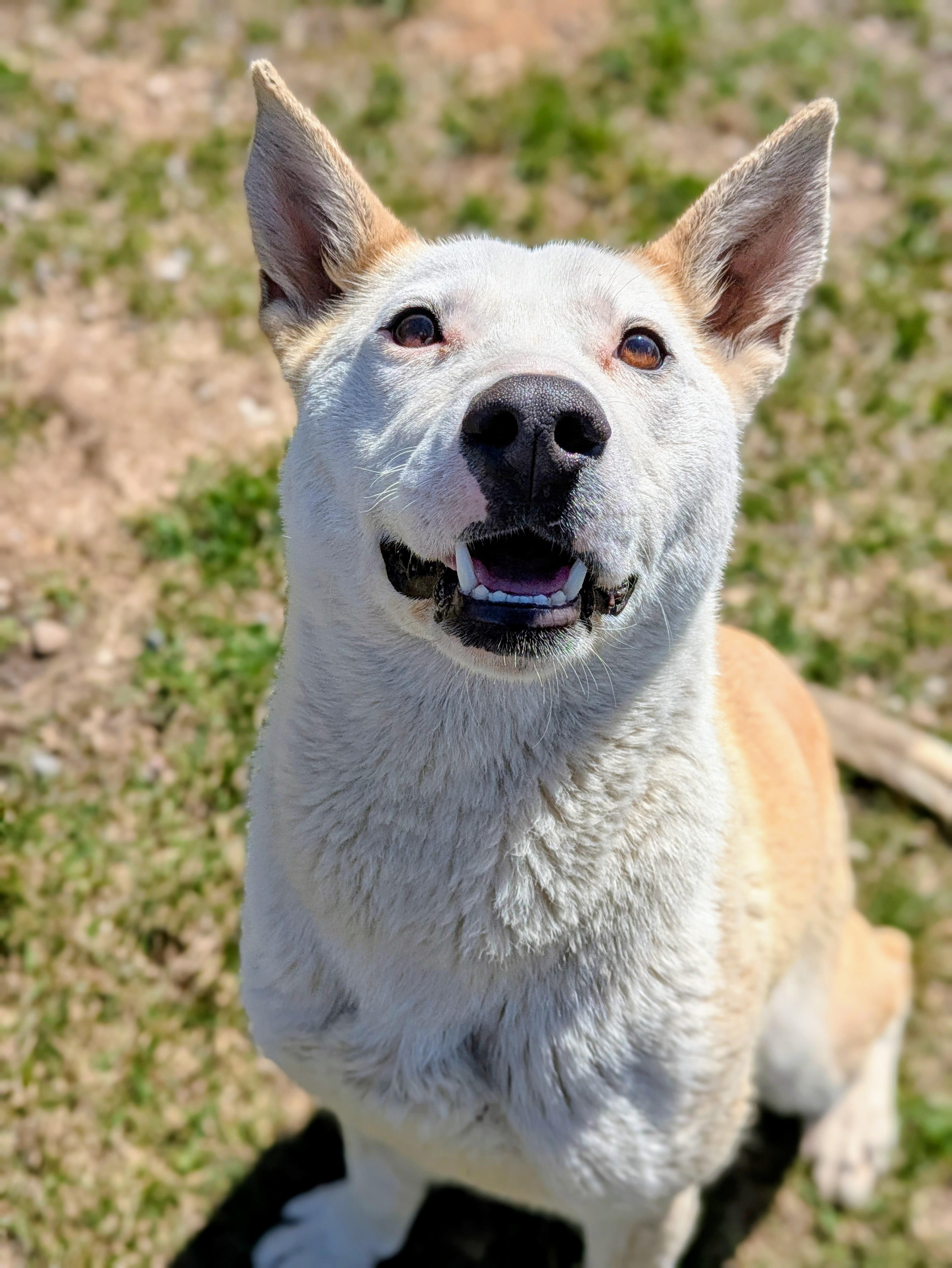 Momo, ADOPTABLE, Adult Female Terrier.
