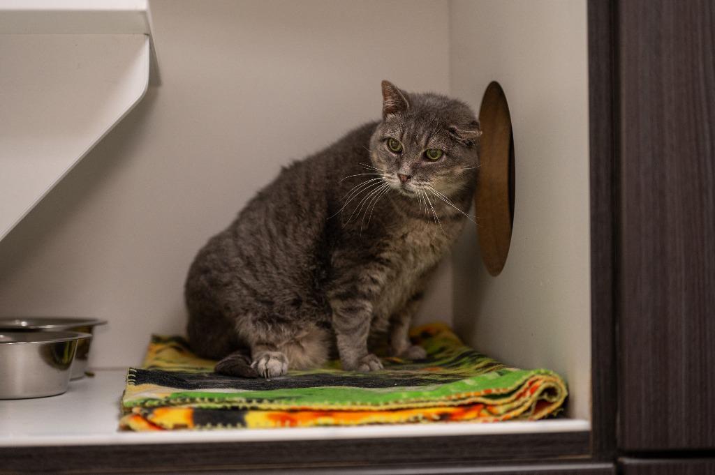 Sorrell, Adoptable, Senior Female Tabby.