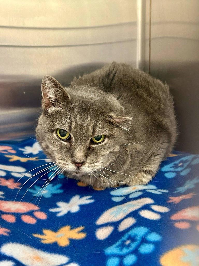 Sorrell, a Adoptable Tabby in Frankfort, KY image 3/3