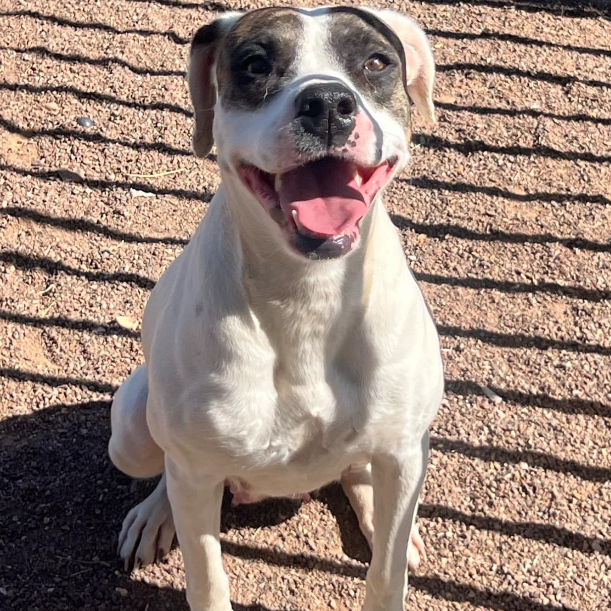 Sundae, Adult Female Mixed Breed