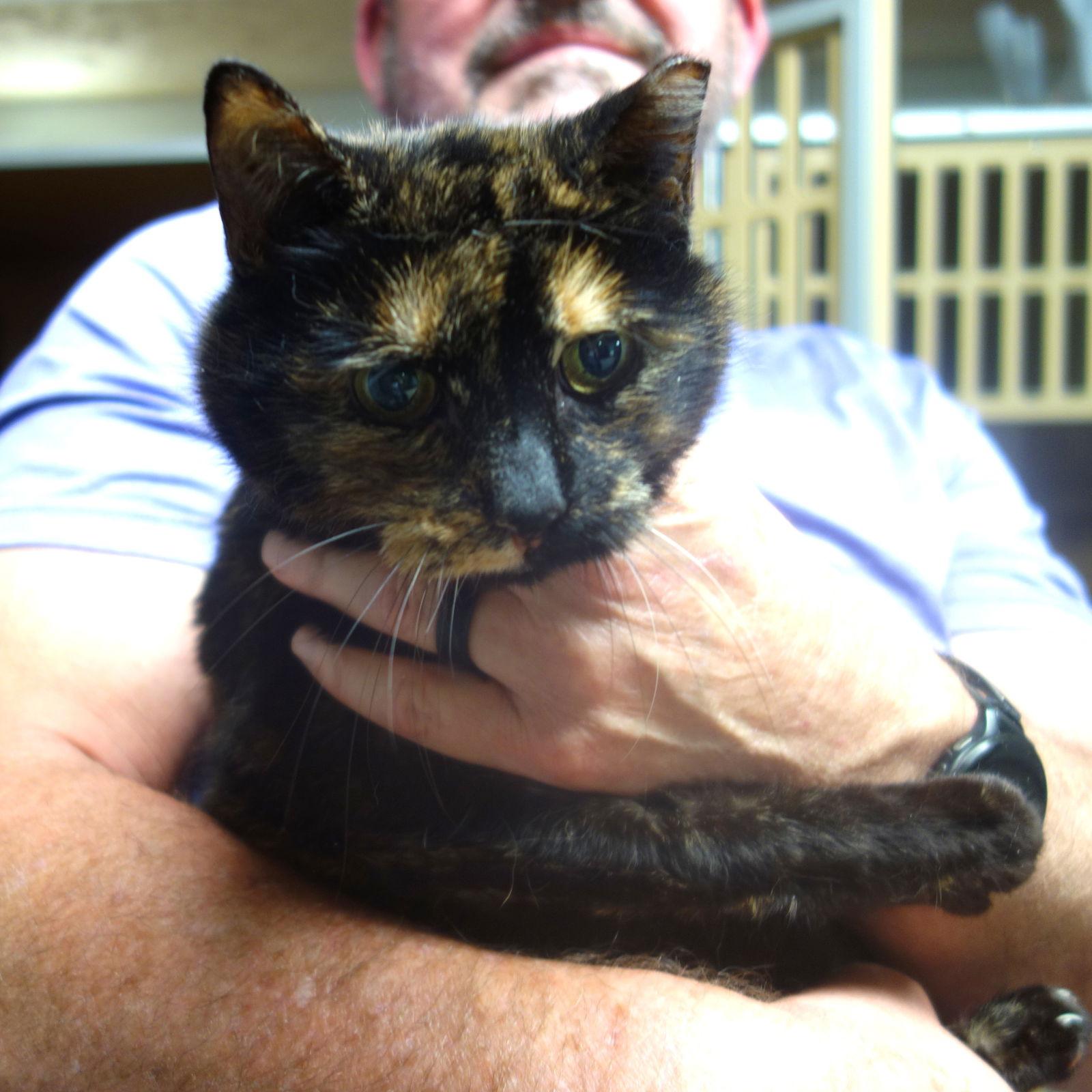 Enlarge Abby Diamond, a Adoptable Domestic Short Hair in Greenfield, IN image 1/2