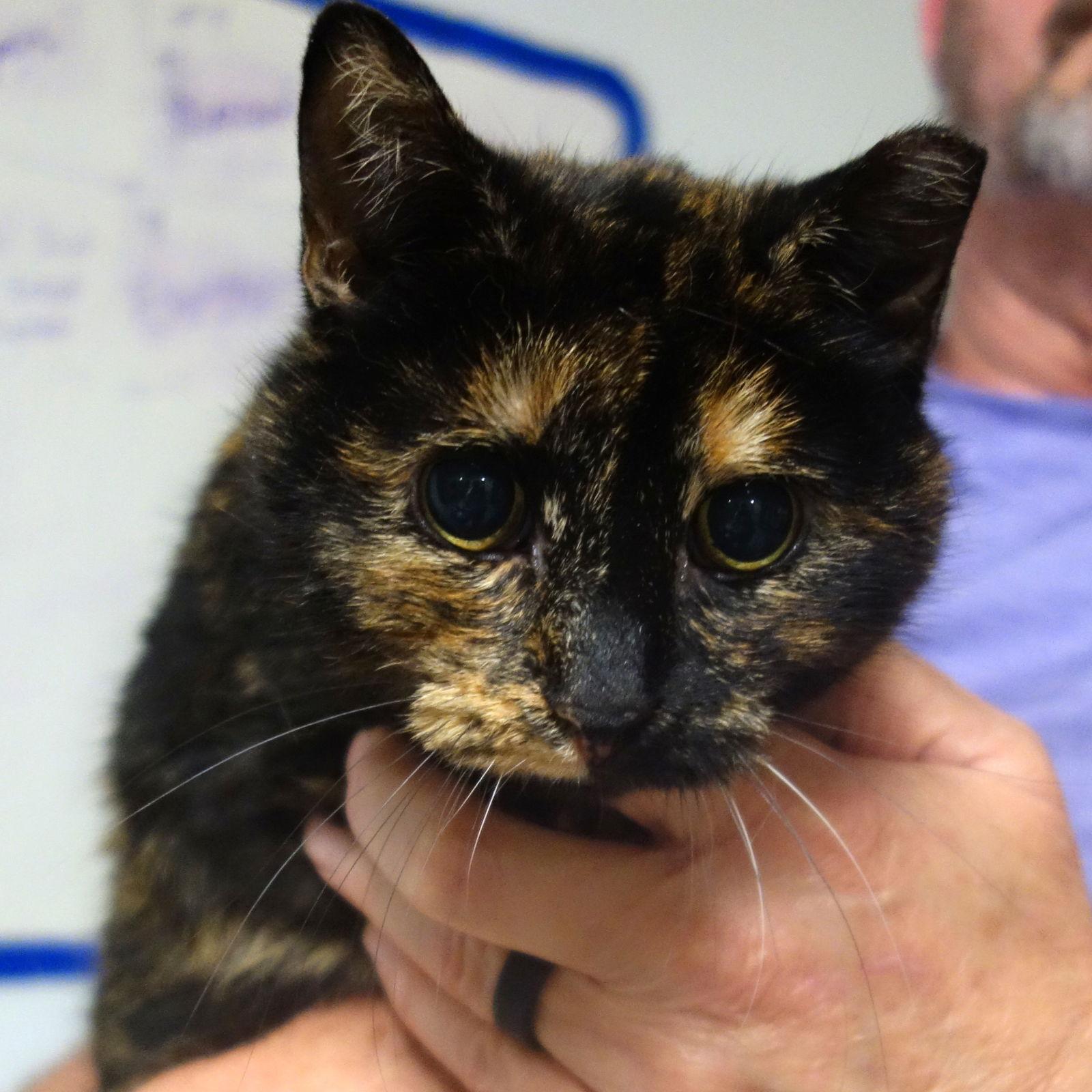 Enlarge Abby Diamond, a Adoptable Domestic Short Hair in Greenfield, IN image 2/2