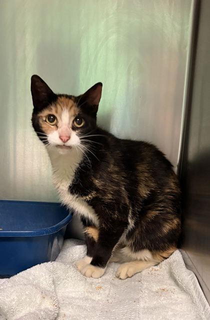 Enlarge Cannoli, a Adoptable mixed breed in Paducah, KY image 1/1