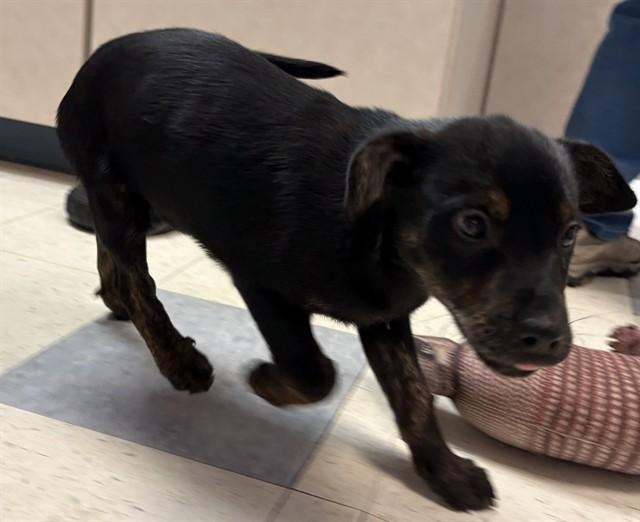 RUDOLPH, Adoptable, Puppy Male Treeing Walker Coonhound & Mixed Breed.