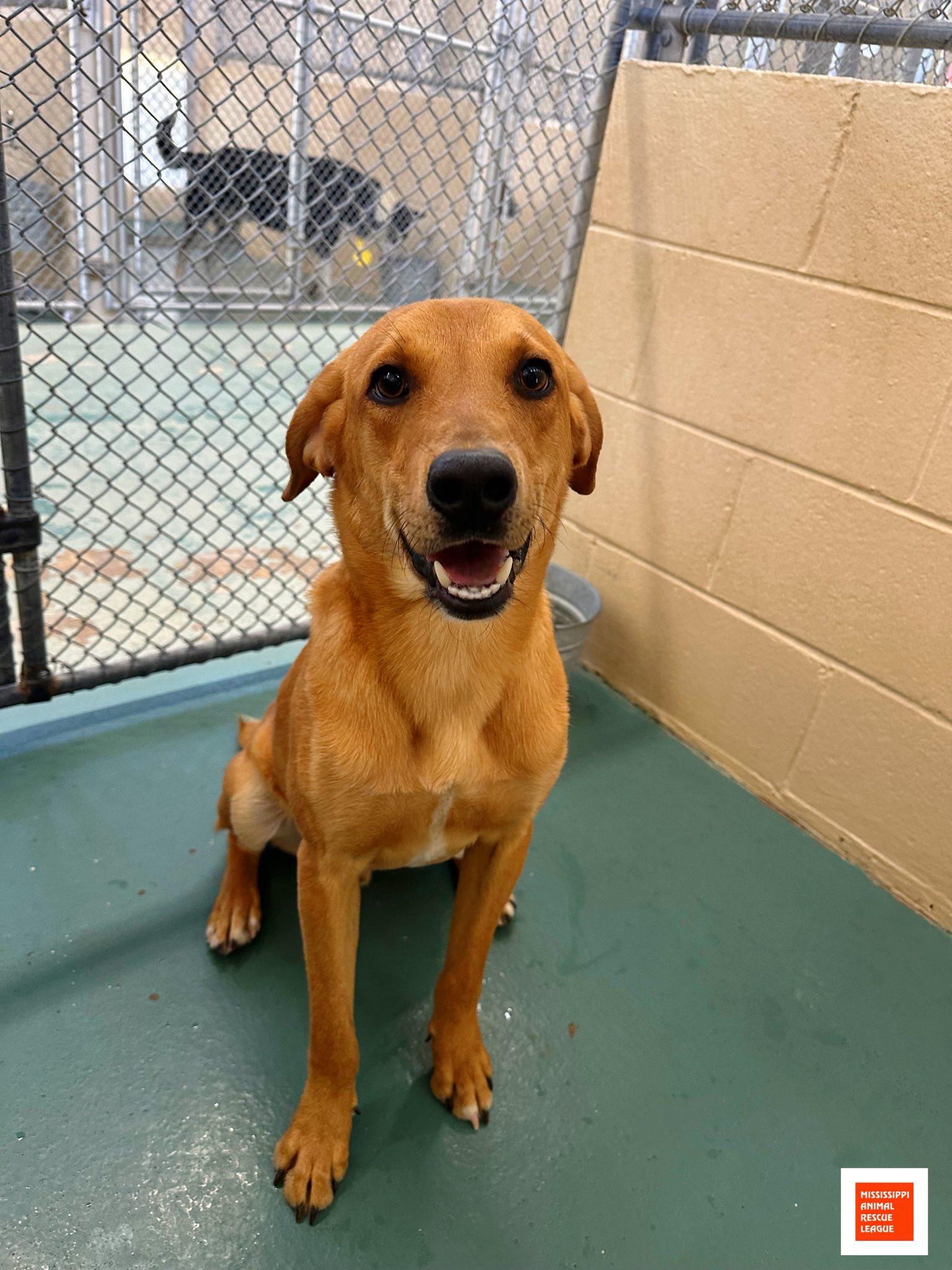 Enlarge Charlie, a ADOPTABLE mixed breed in Jackson, MS image 1/1