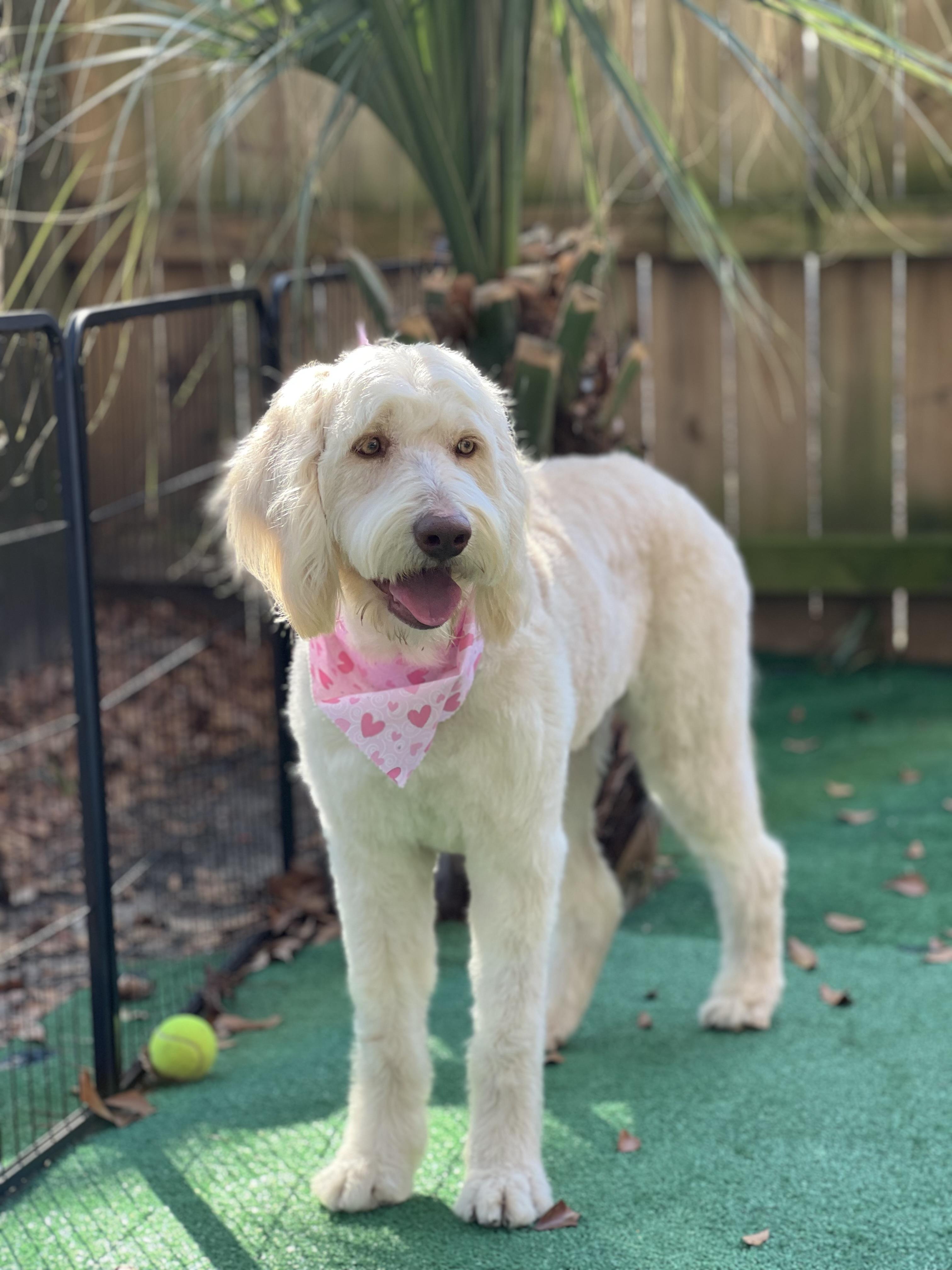 Enlarge Forrest , a ADOPTABLE mixed breed in Mt Pleasant, SC image 3/6