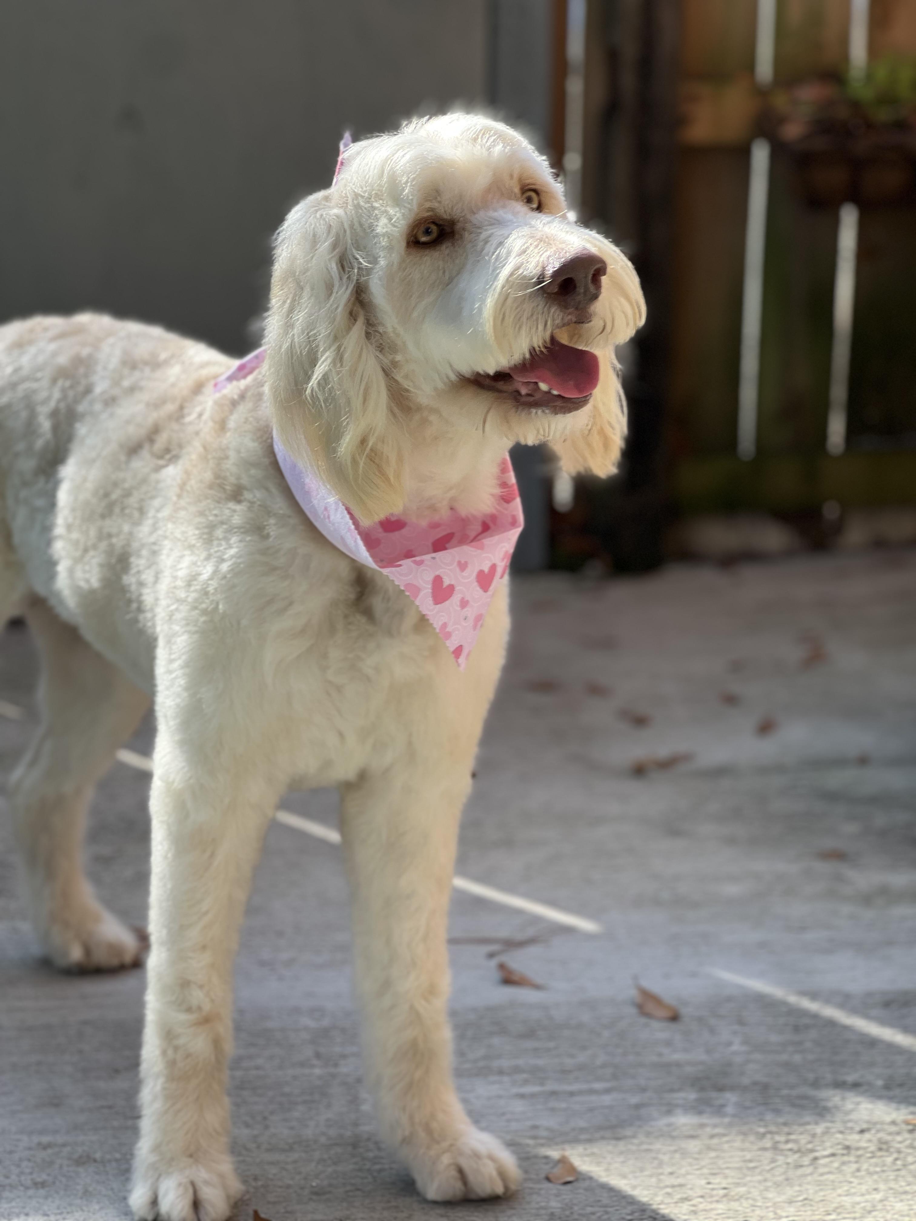 Enlarge Forrest , a ADOPTABLE mixed breed in Mt Pleasant, SC image 6/6