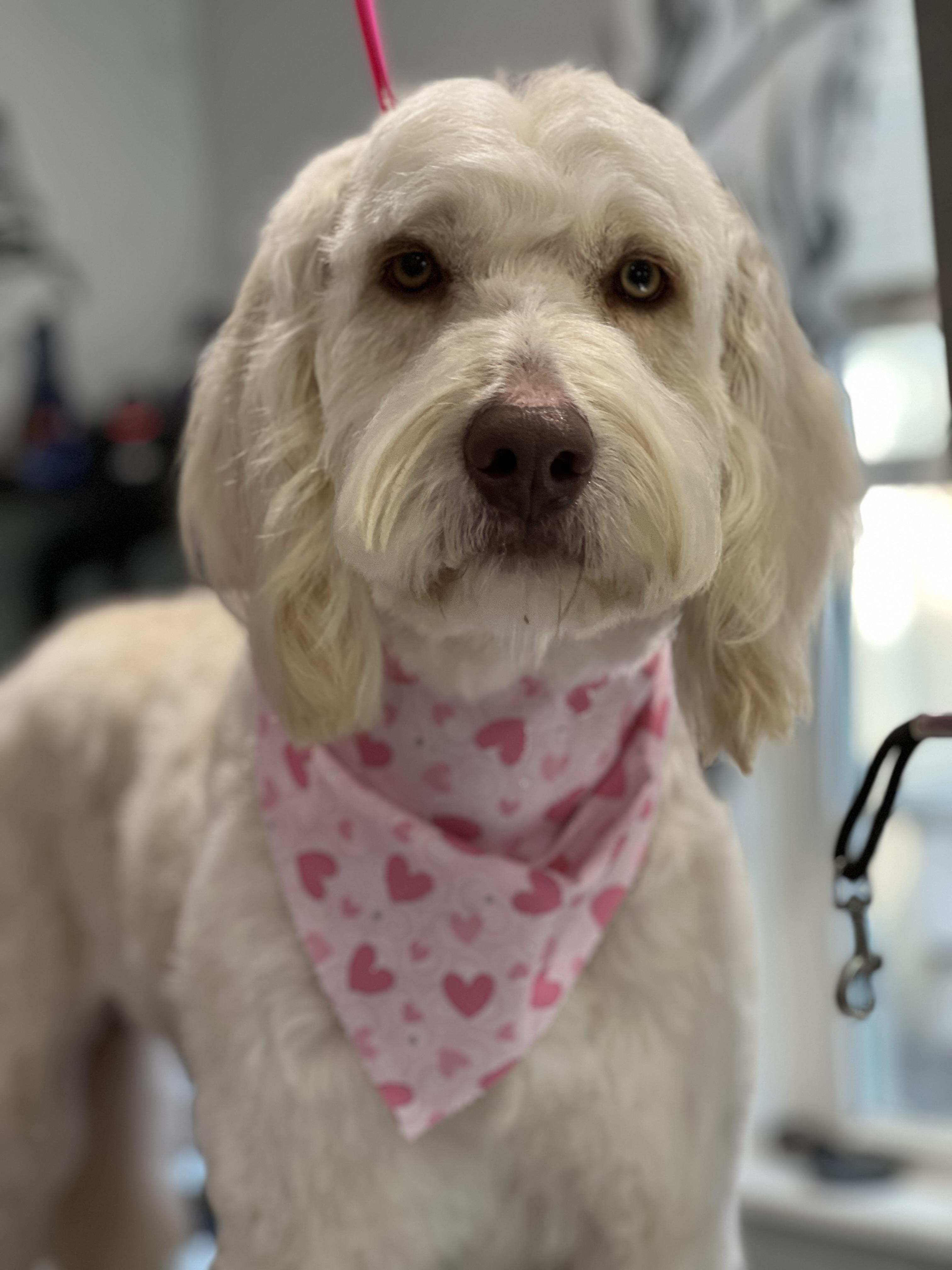 Forrest , ADOPTABLE, Adult Male Mixed Breed.