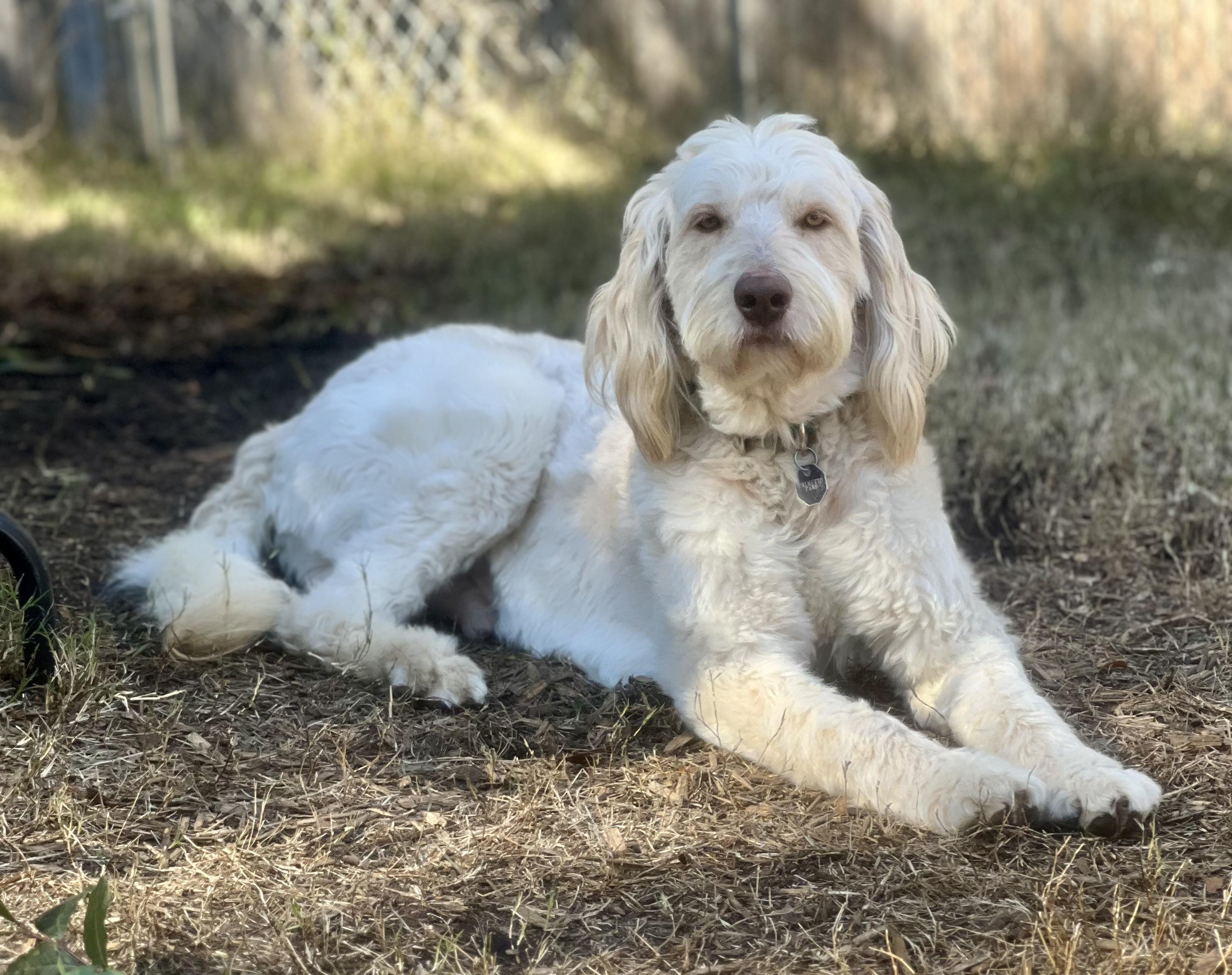 Forrest , ADOPTABLE, Adult Male Mixed Breed.