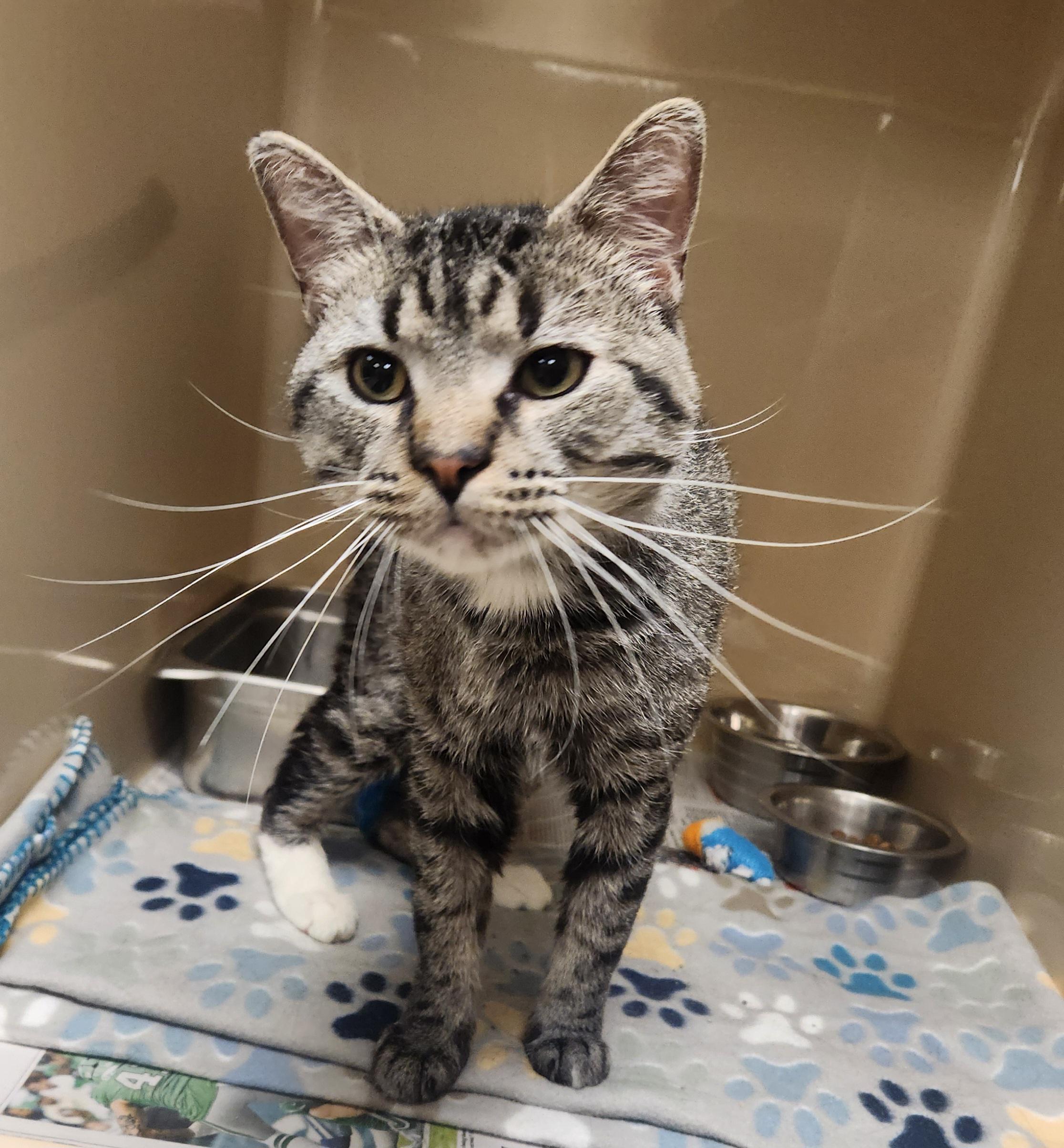 Watson, ADOPTABLE, Adult Male Domestic Short Hair.