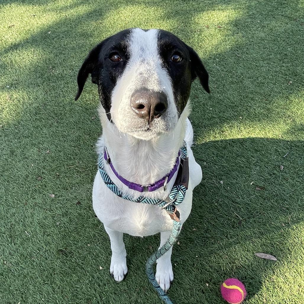 Skinny Minnie, Adoptable, Adult Female Mixed Breed.