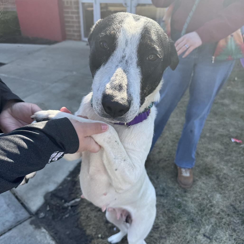 Enlarge Skinny Minnie, a Adoptable Mixed Breed in Saint Charles, MO image 2/6