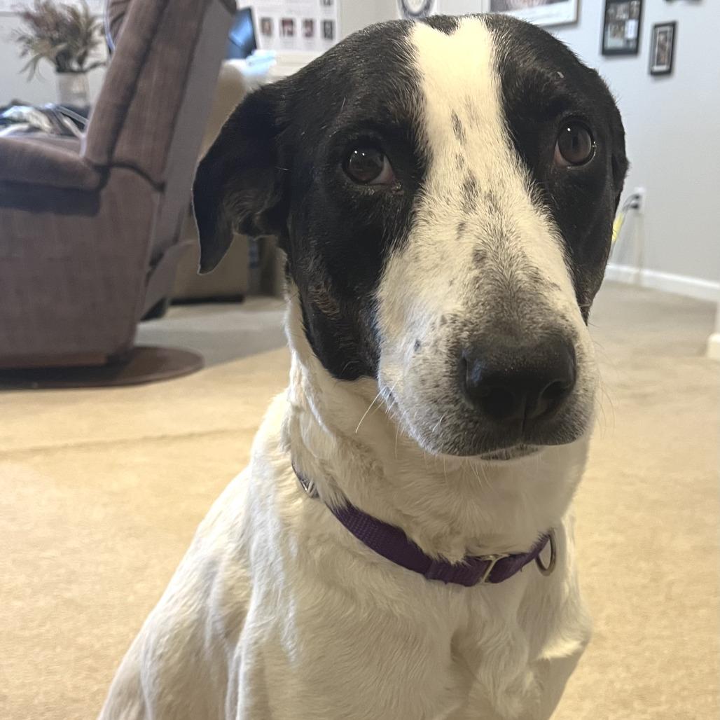 Enlarge Skinny Minnie, a Adoptable Mixed Breed in Saint Charles, MO image 4/6