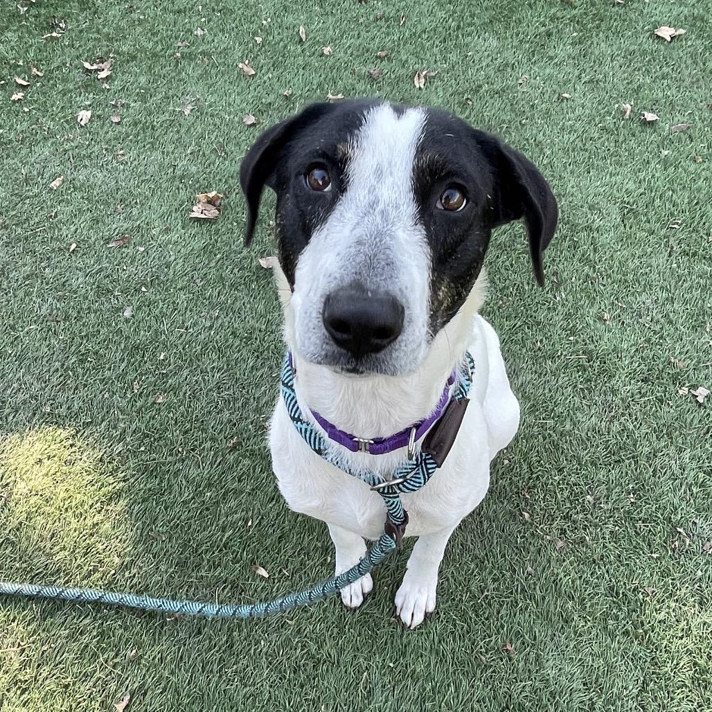 Enlarge Skinny Minnie, a Adoptable Mixed Breed in Saint Charles, MO image 6/6