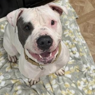 Obi, ADOPTABLE, Adult Female Pit Bull Terrier.
