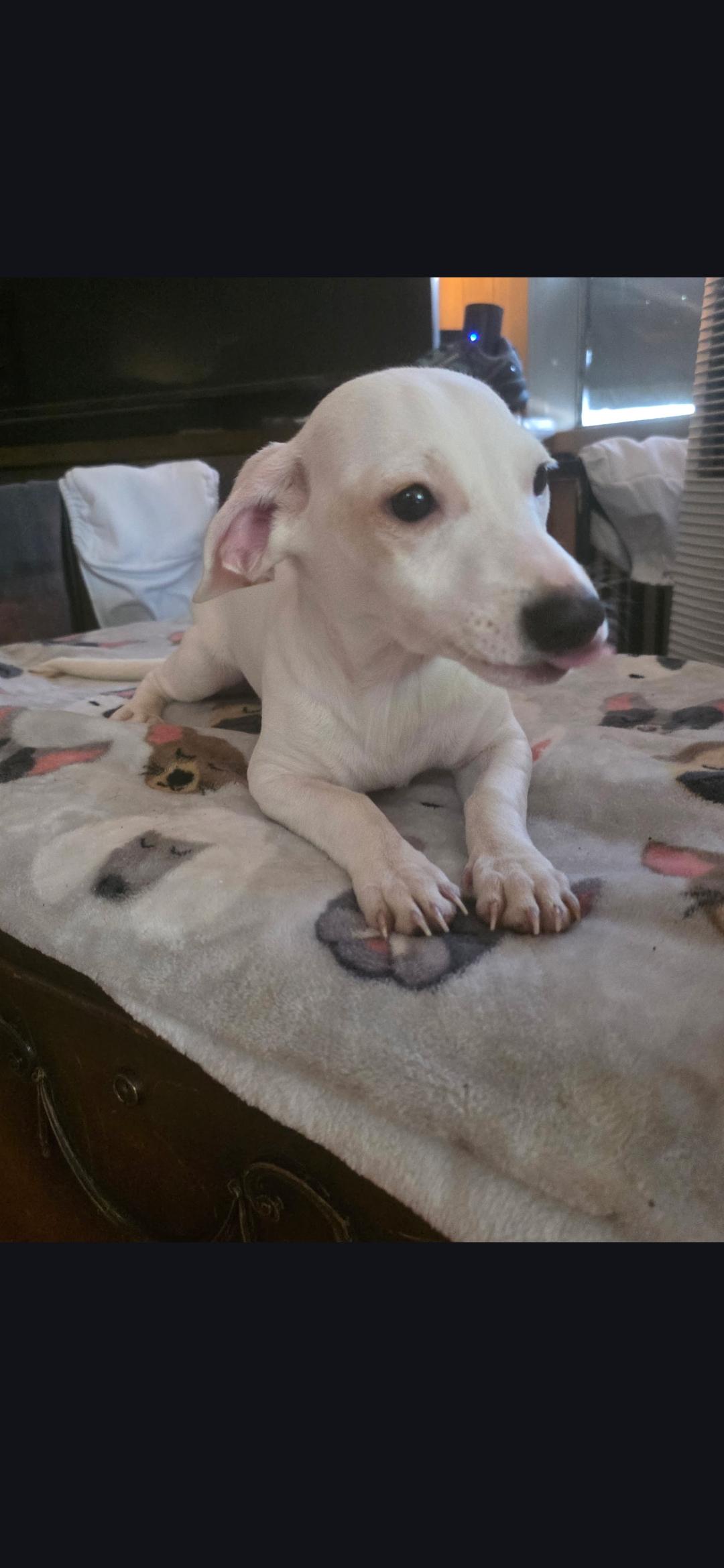 Rocky, Adoptable, Puppy Male Chihuahua.