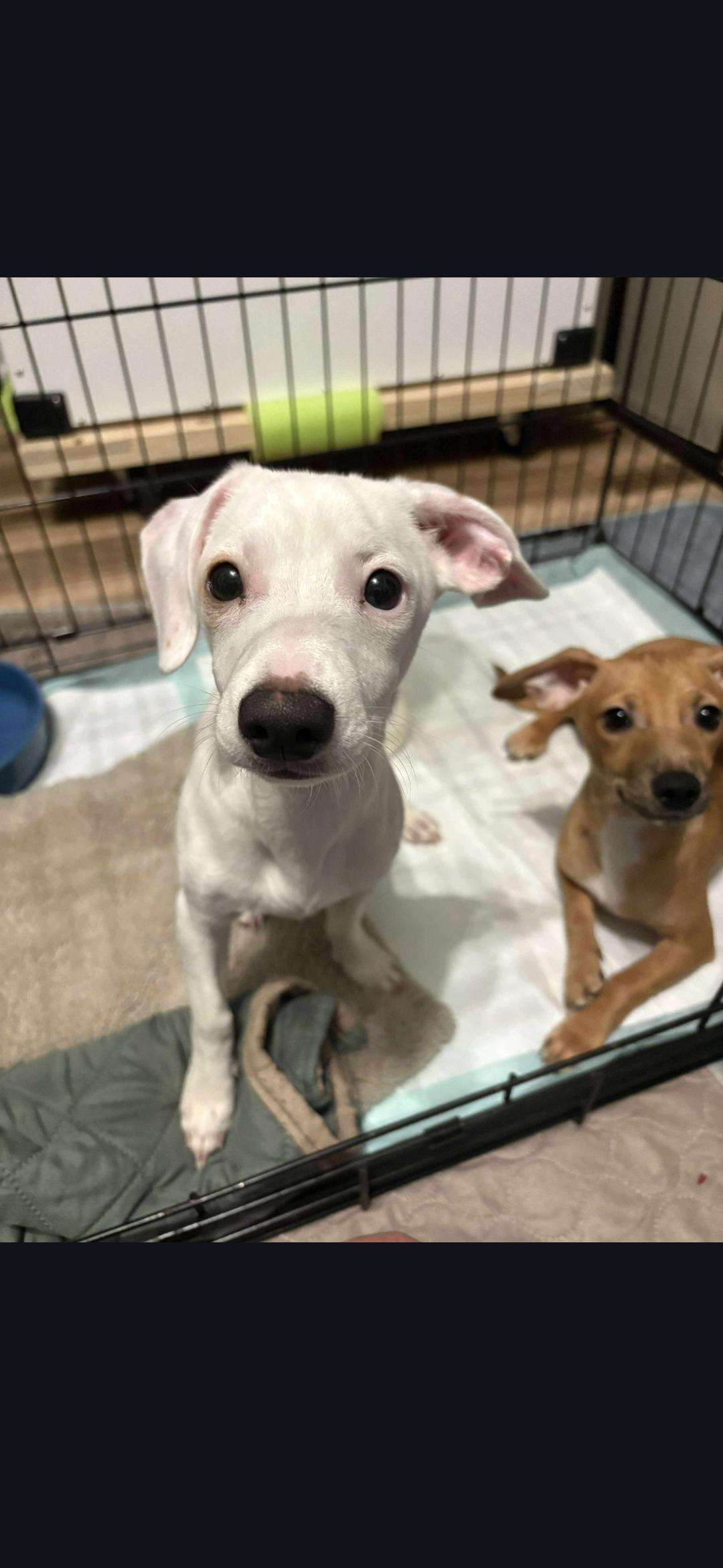 Rocky, a Adoptable mixed breed in Miami, FL image 2/2