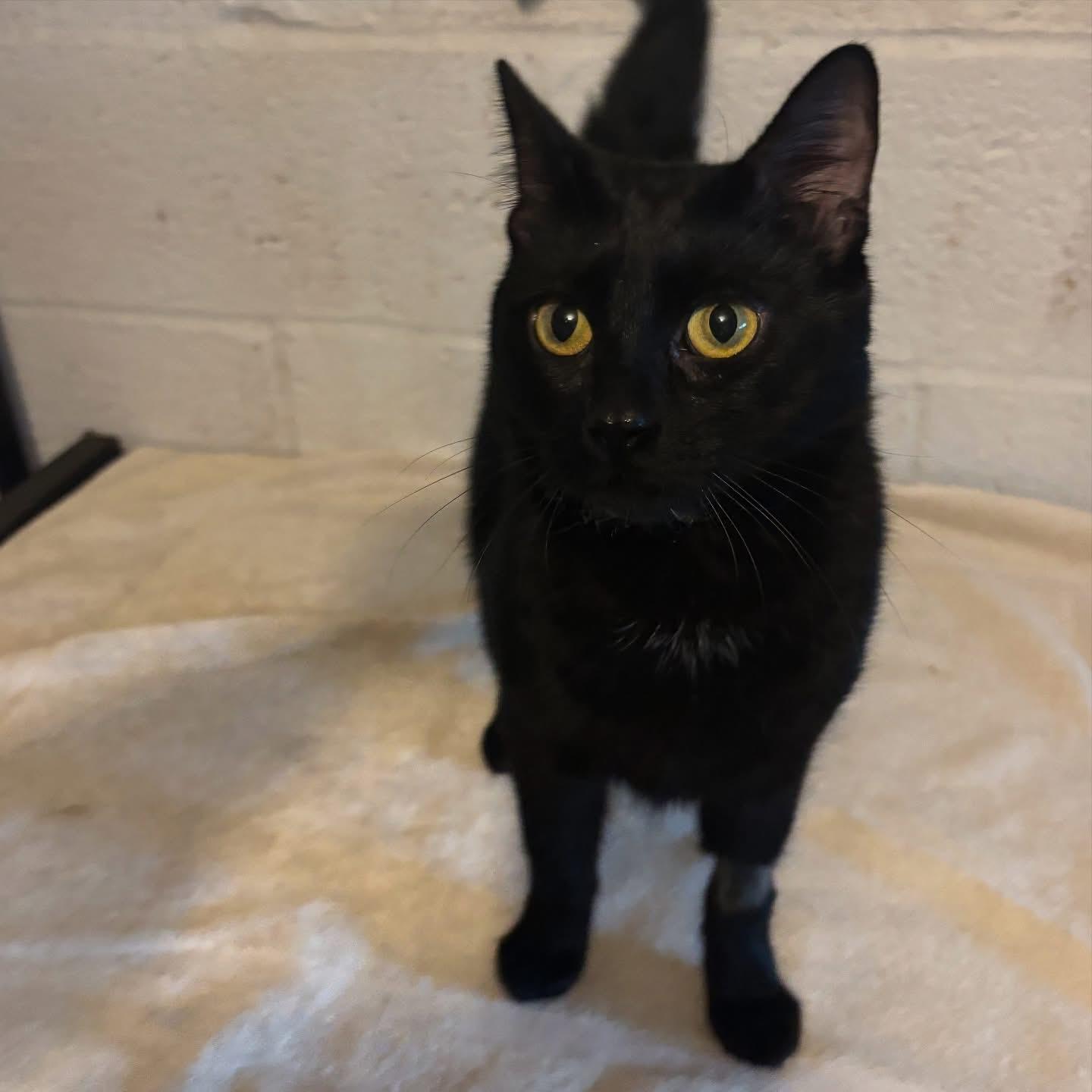 Amaya, Adoptable, Young Female Domestic Short Hair.