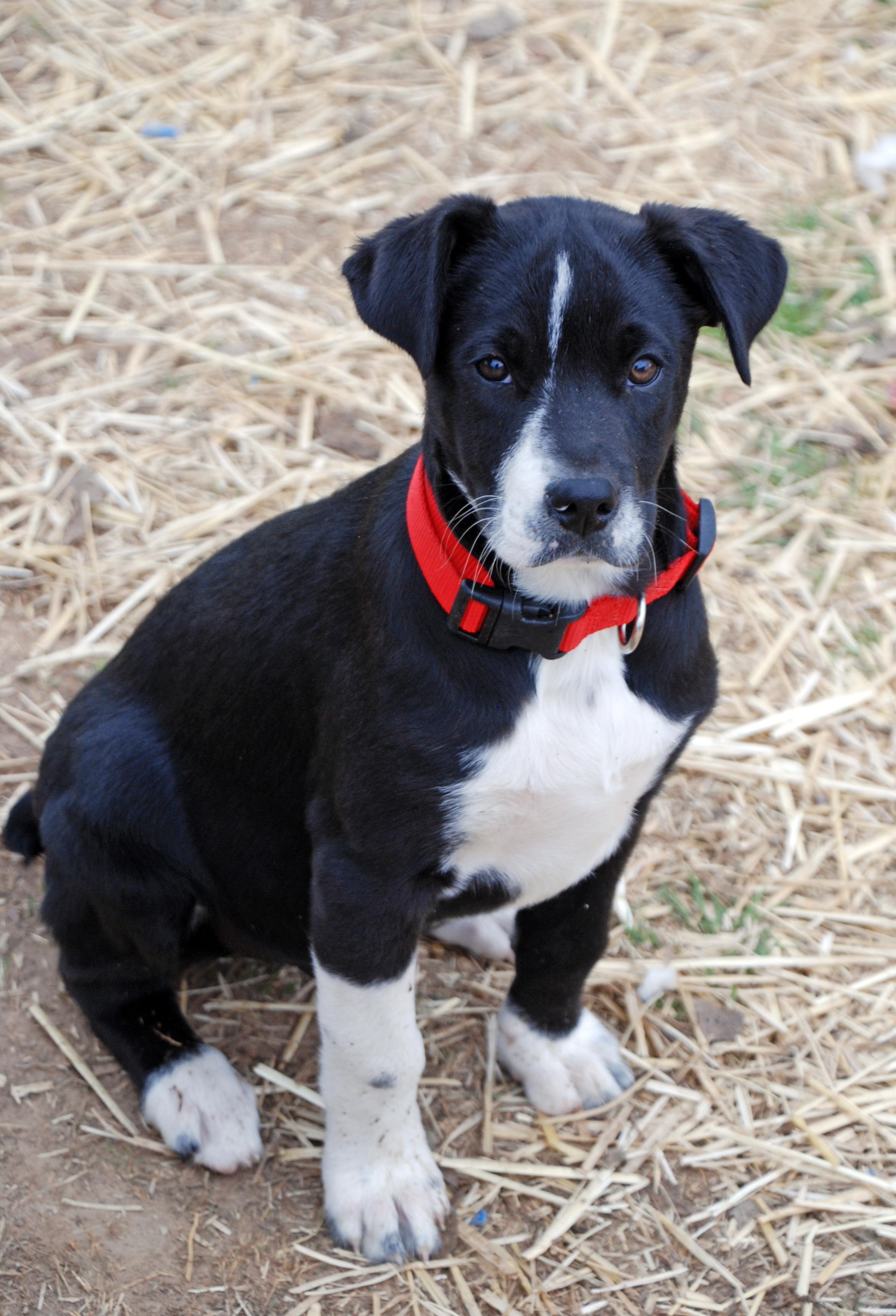 Prince Charming, ADOPTABLE, Puppy Male Australian Shepherd & Plott Hound.