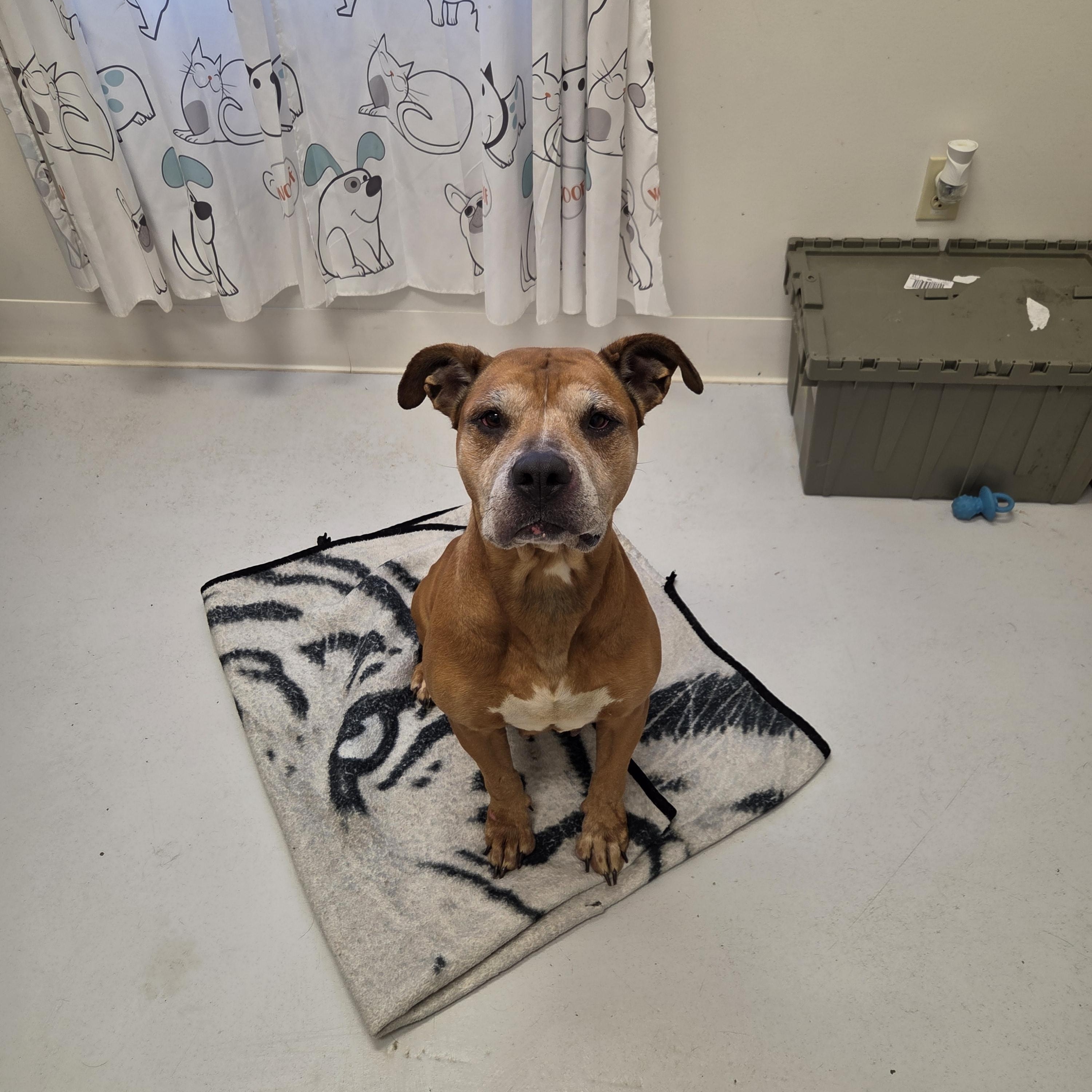 Enlarge Dumpling, a ADOPTABLE mixed breed in Mount Gilead, OH image 1/1