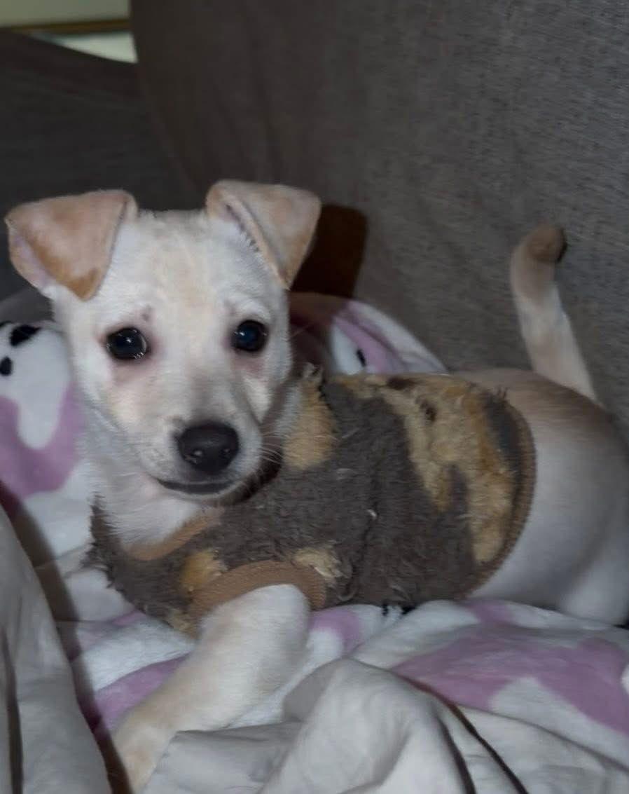 Jack, Adopted, Puppy Male Pomeranian & Chihuahua.