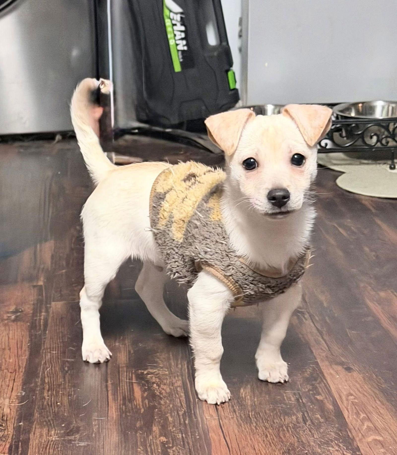 Jack, a Adopted mixed breed in Germantown, OH image 2/3