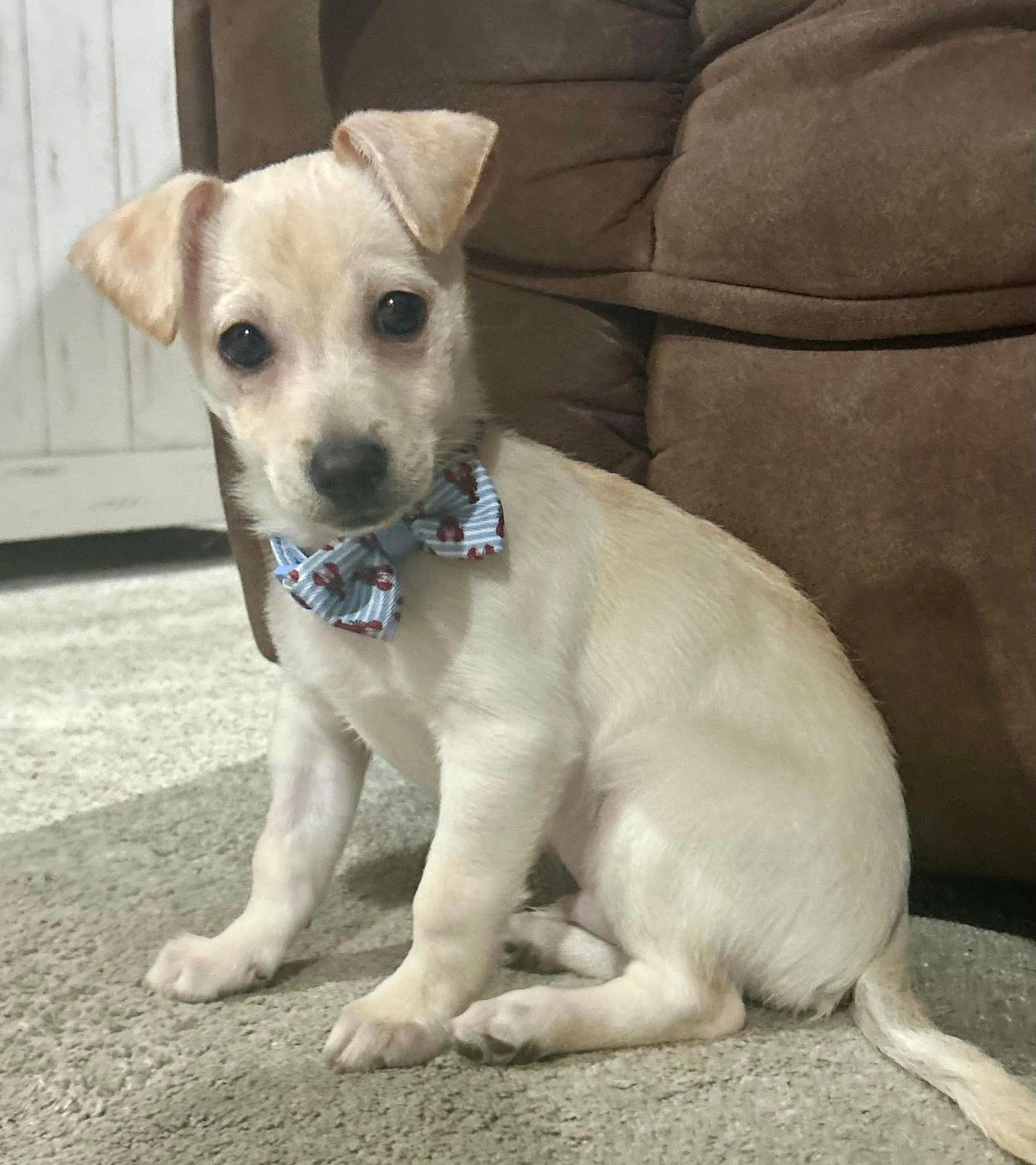 Jack, a Adopted mixed breed in Germantown, OH image 3/3