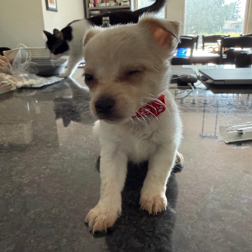 Oscar (red), Adoptable, Puppy Male Chihuahua.