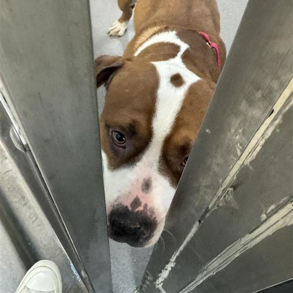 Hoedown, Adoptable, Adult Male American Staffordshire Terrier.