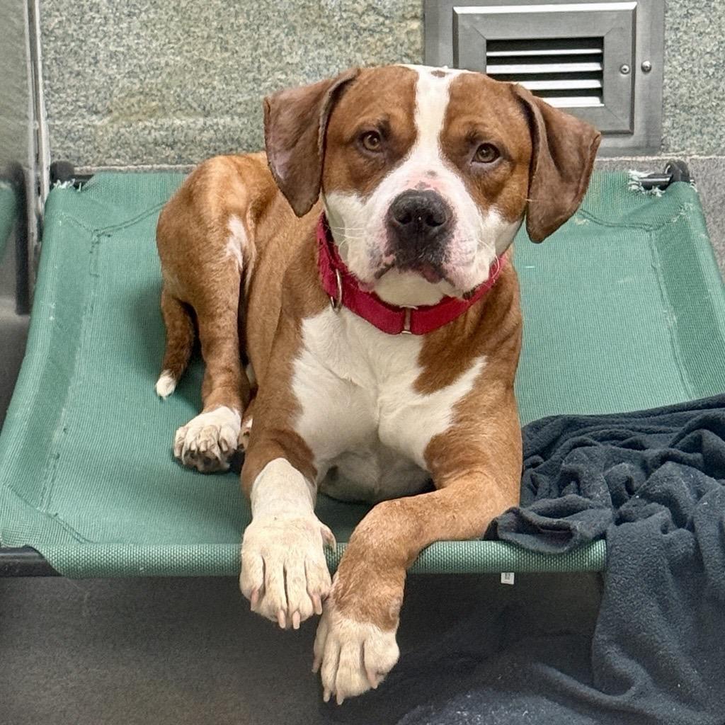 Enlarge Hoedown, a Adoptable American Staffordshire Terrier in Baltimore, MD image 2/2